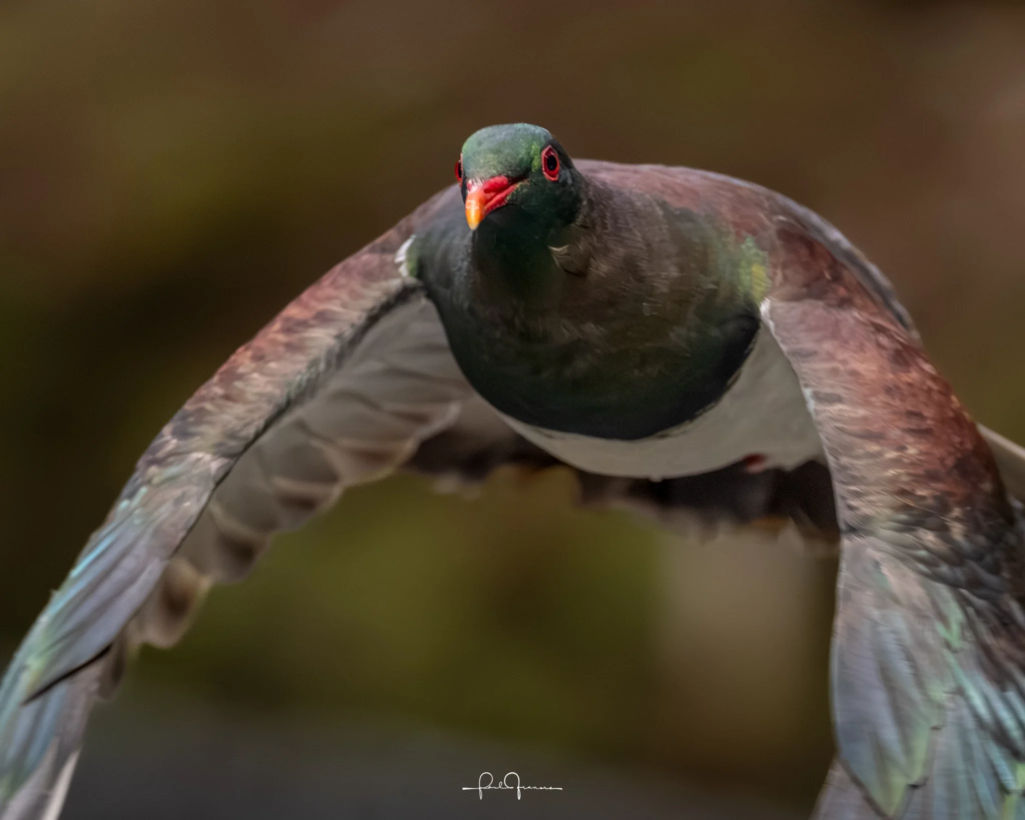 20260524-2724 x 2179-Kereru-1.jpg