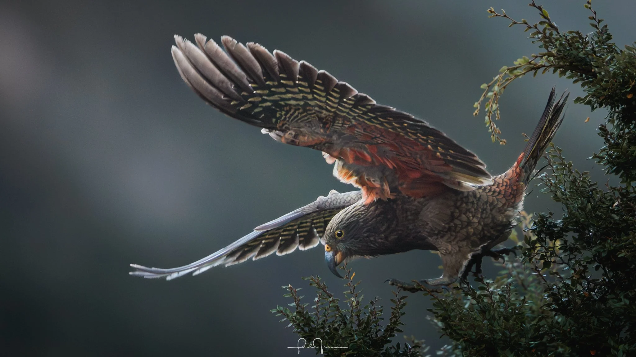 20260314-3225 x 1814-Kea.jpg