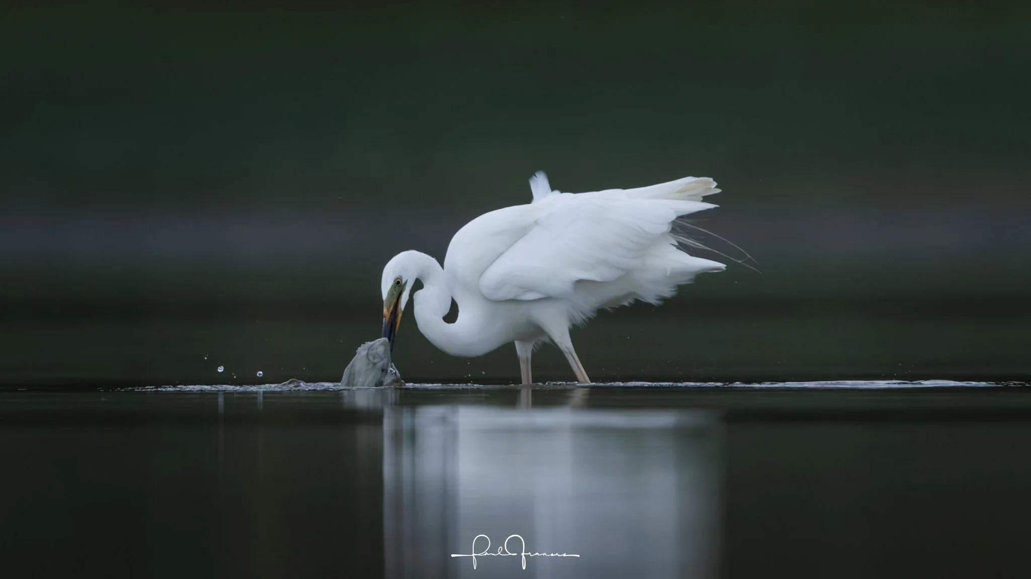 20260110-3017 x 1697-Kotuku-1.jpg