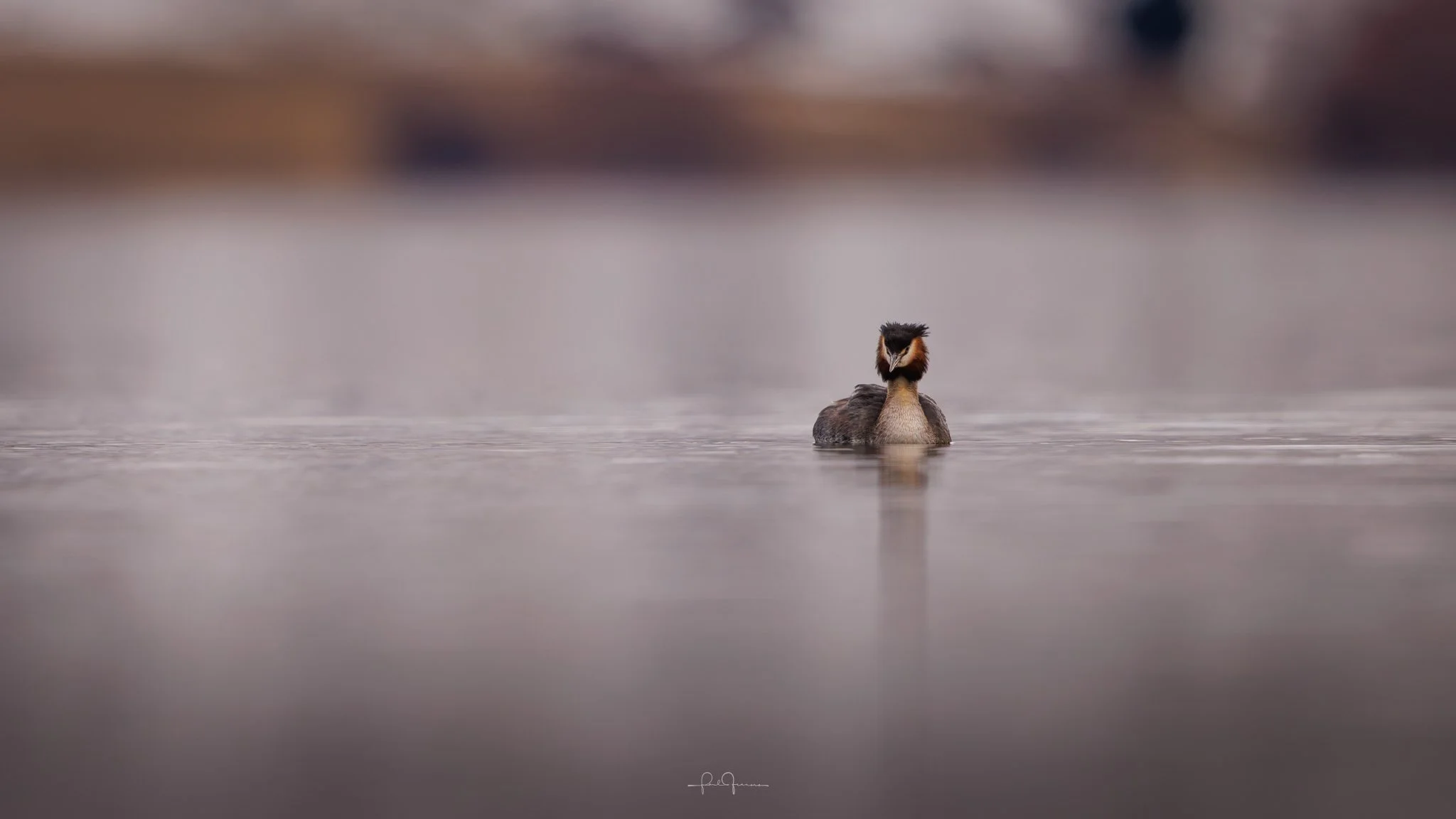 20260718-1221-3996 x 2248-Grebe III.jpg
