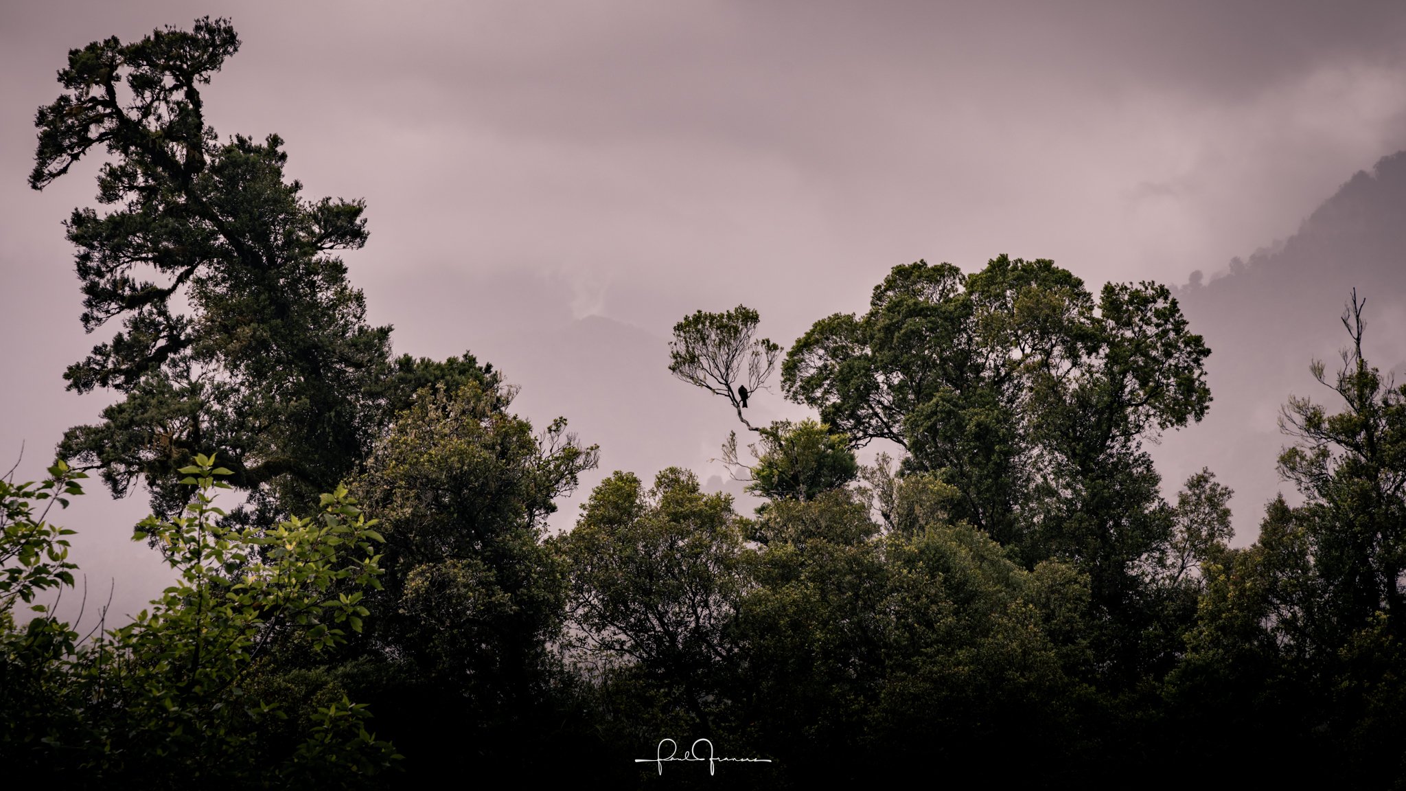 20260111-8152 x 4586-WestCoastKereru.jpg