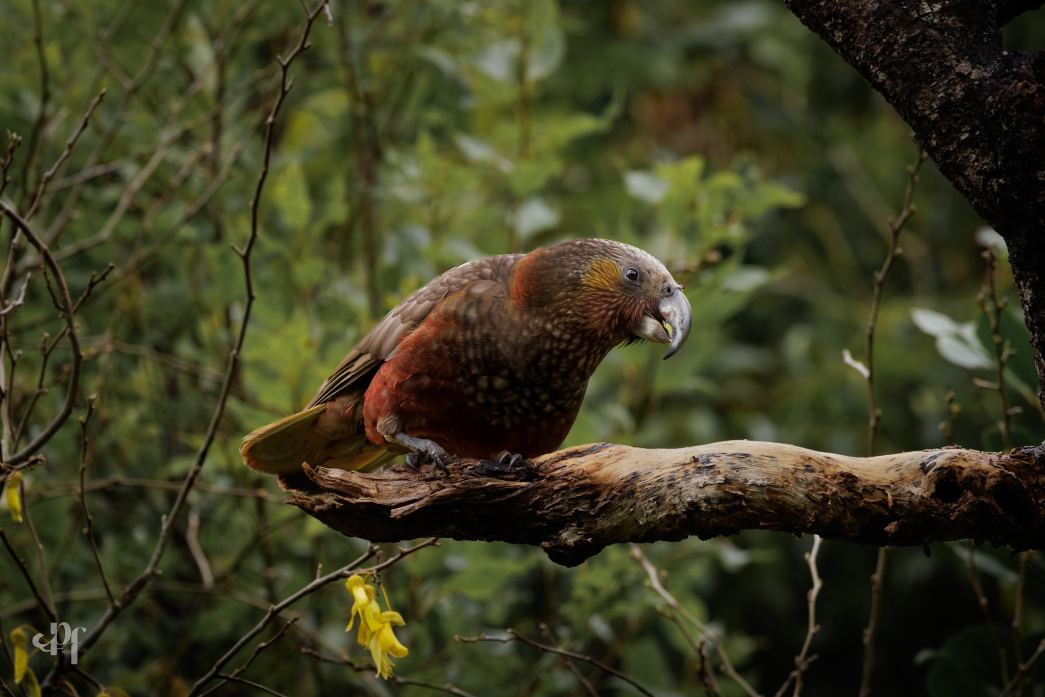 20261011-3309 x 2207-Kaka I.jpg