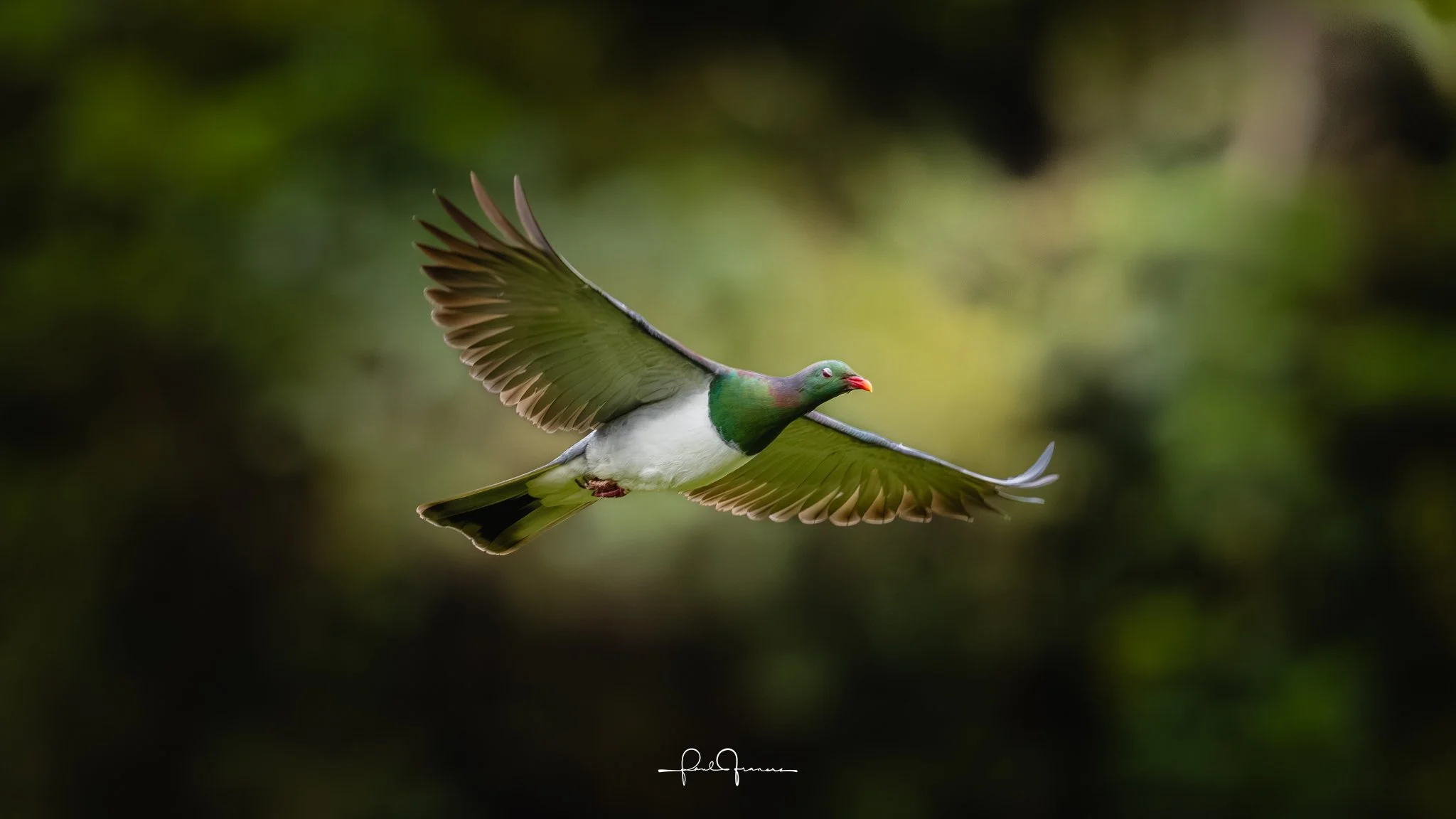20251109-4354 x 2449-Kereru.jpg
