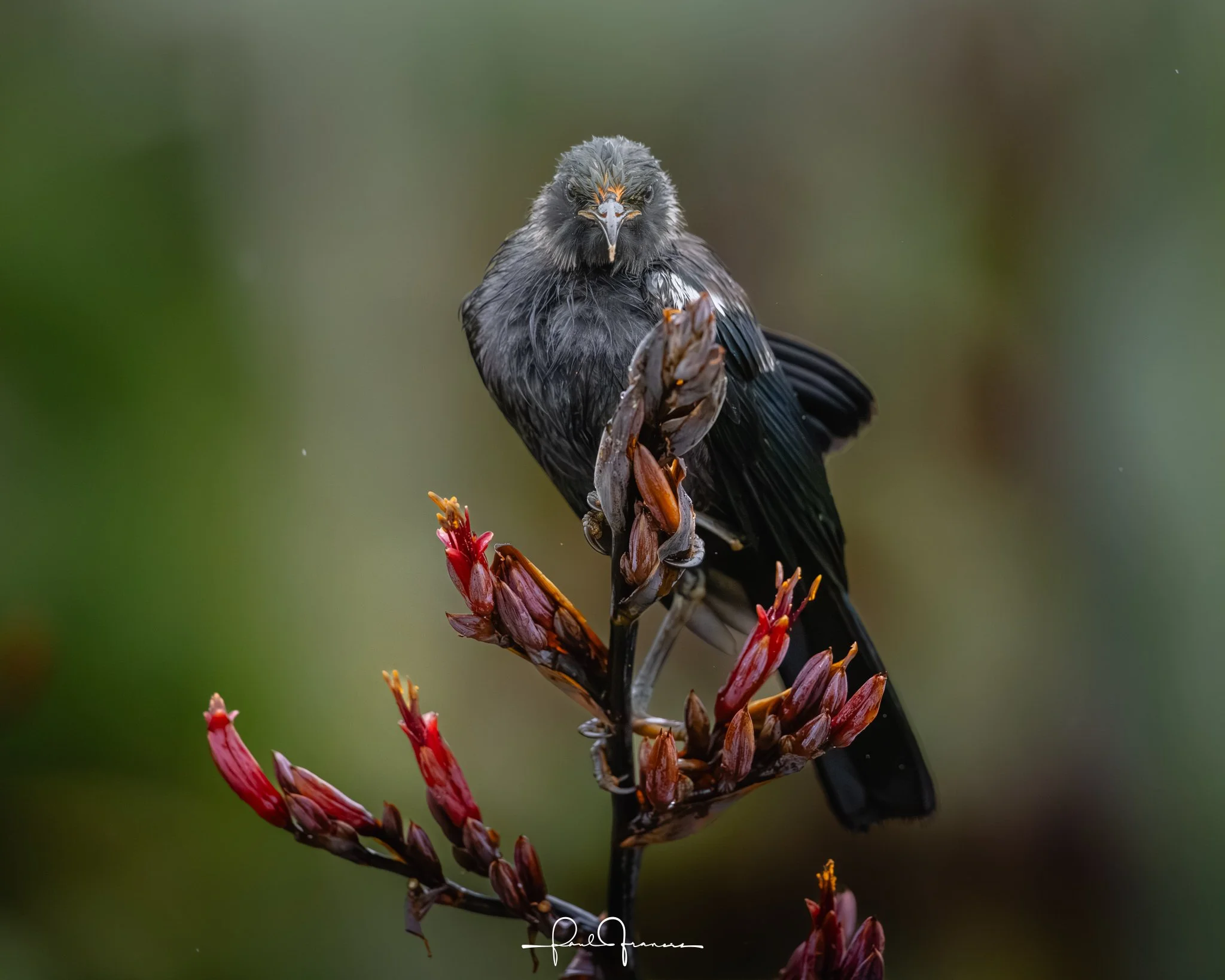 20260110-6147 x 4918-Tui.jpg