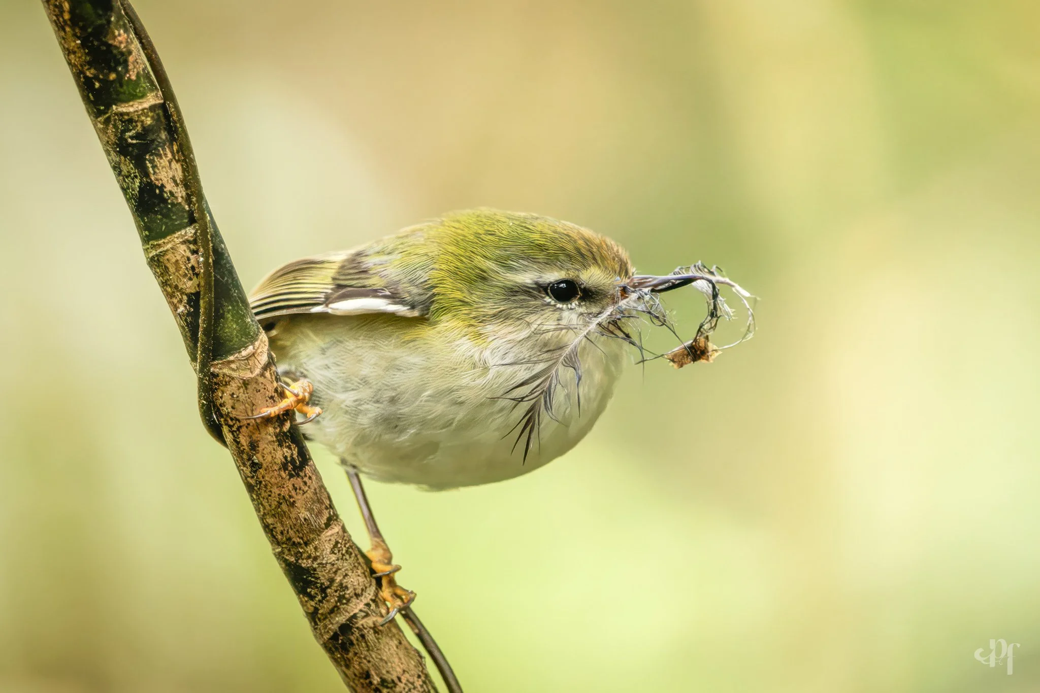 20261012-1057-4329 x 2887-Tititipounamu IV.jpg