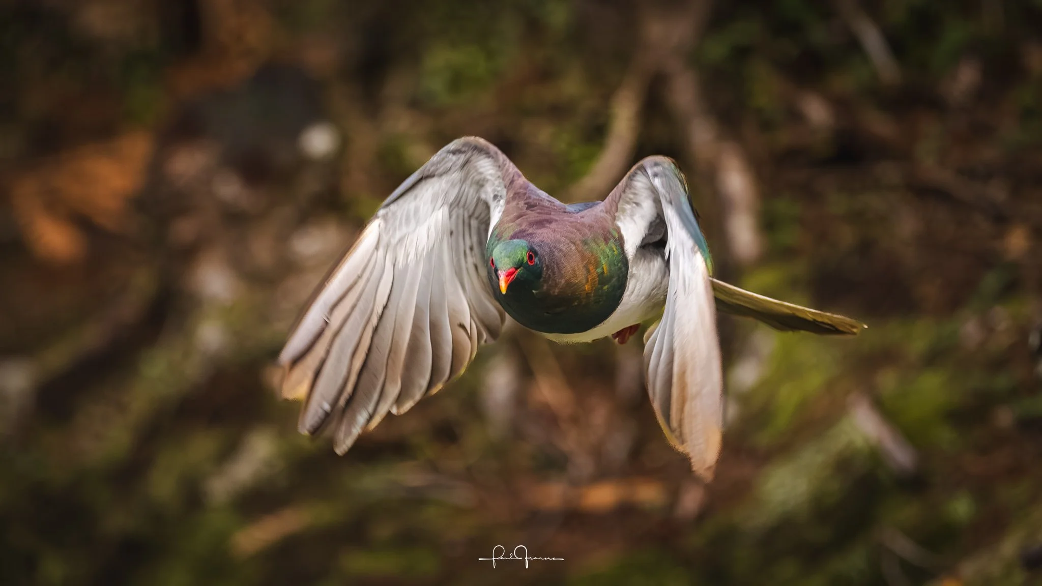 20260524-3925 x 2208-Kereru-1.jpg
