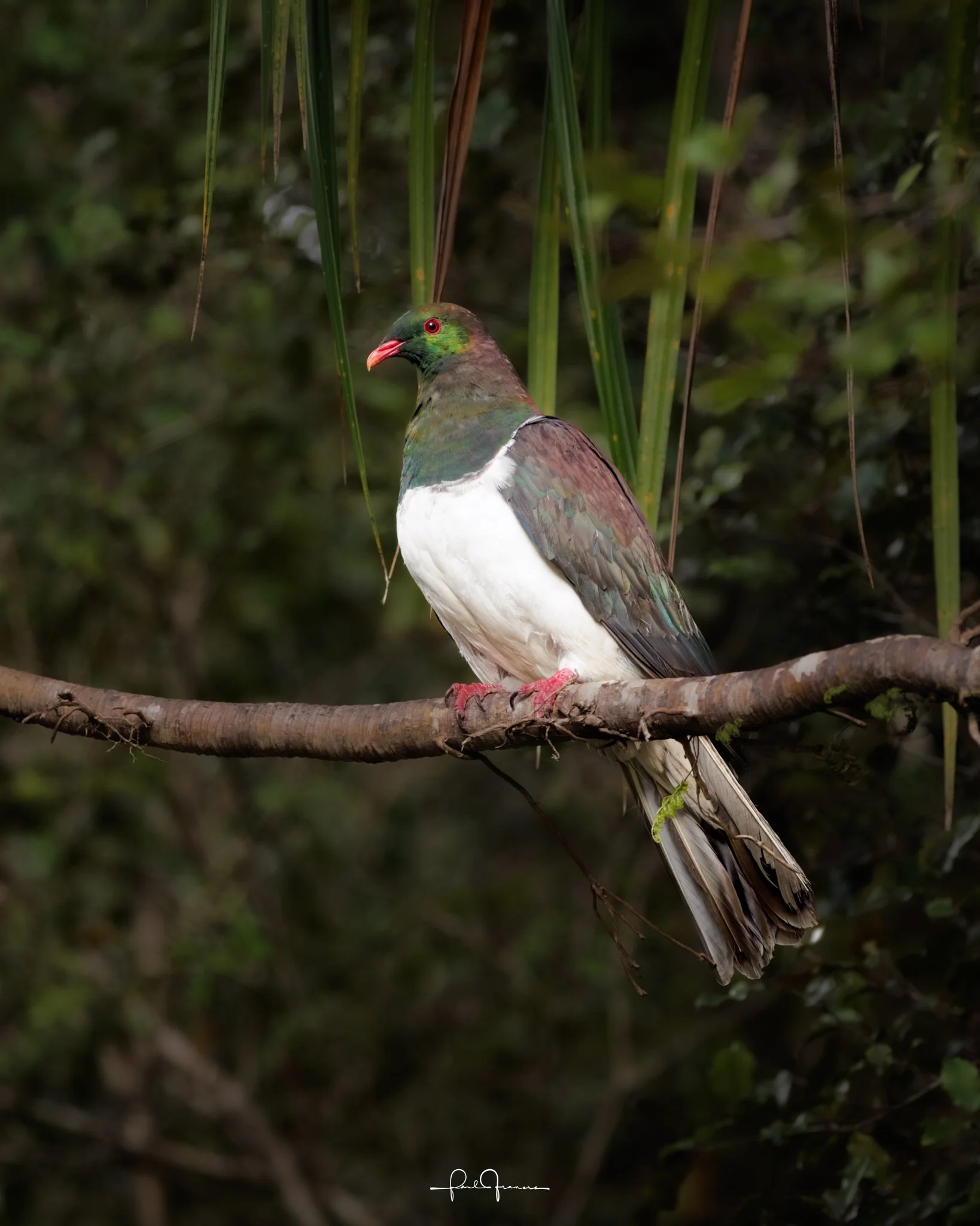20260524-2085 x 2606-Kereru-1.jpg