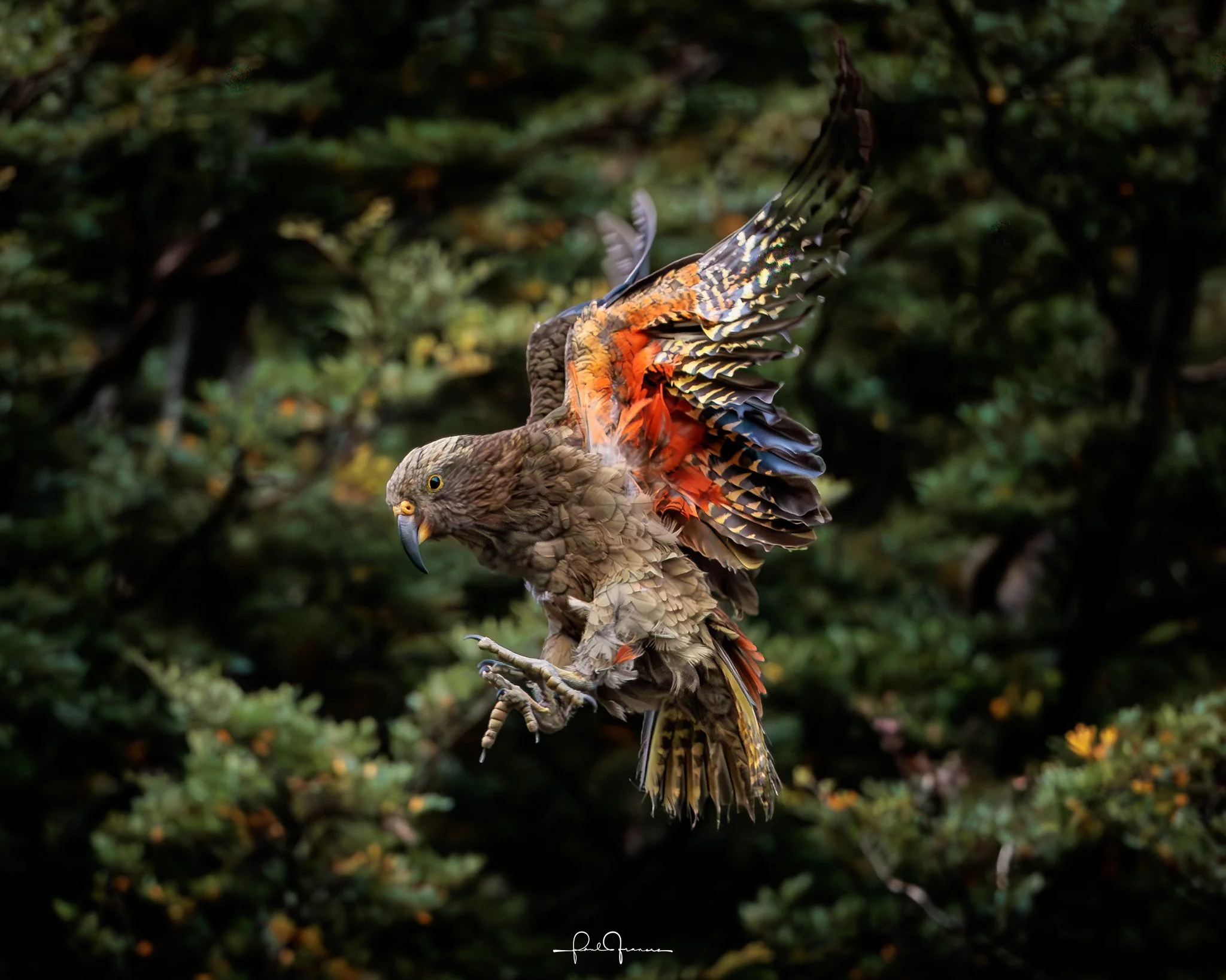 20260308-2815 x 2252-Kea.jpg