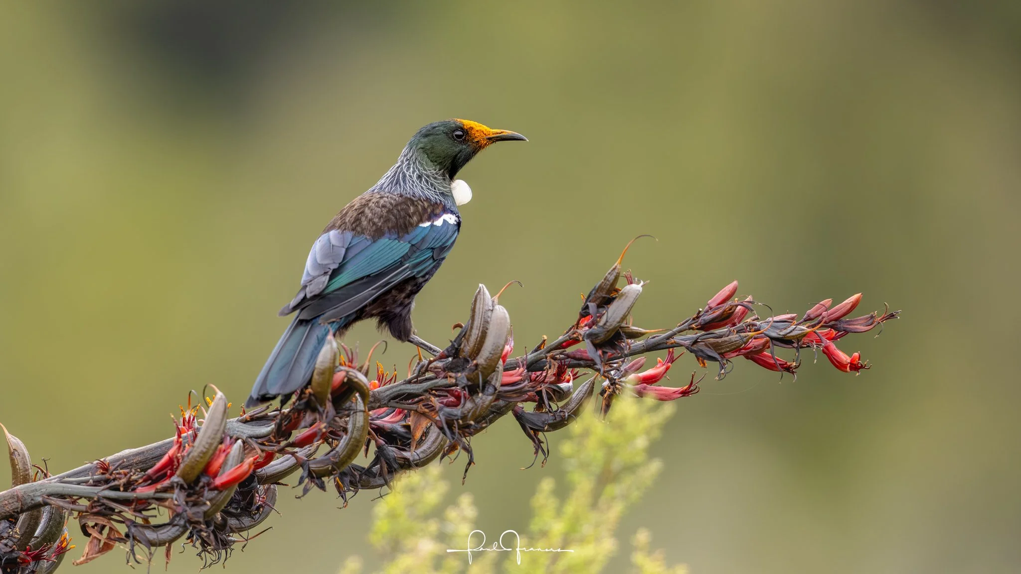 20260109-6214 x 3495-Tui.jpg