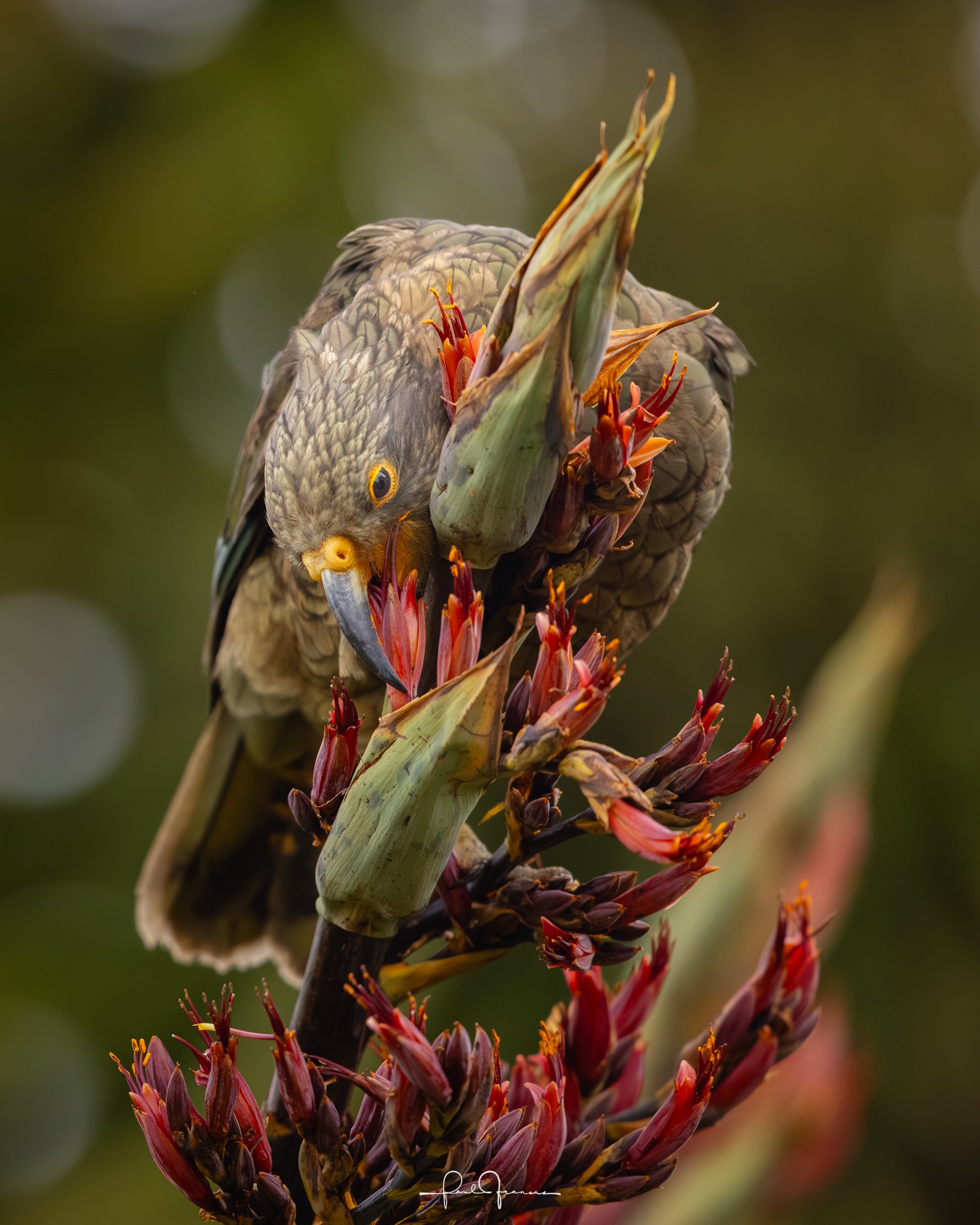 20260109-3822 x 4778-Kea3.jpg