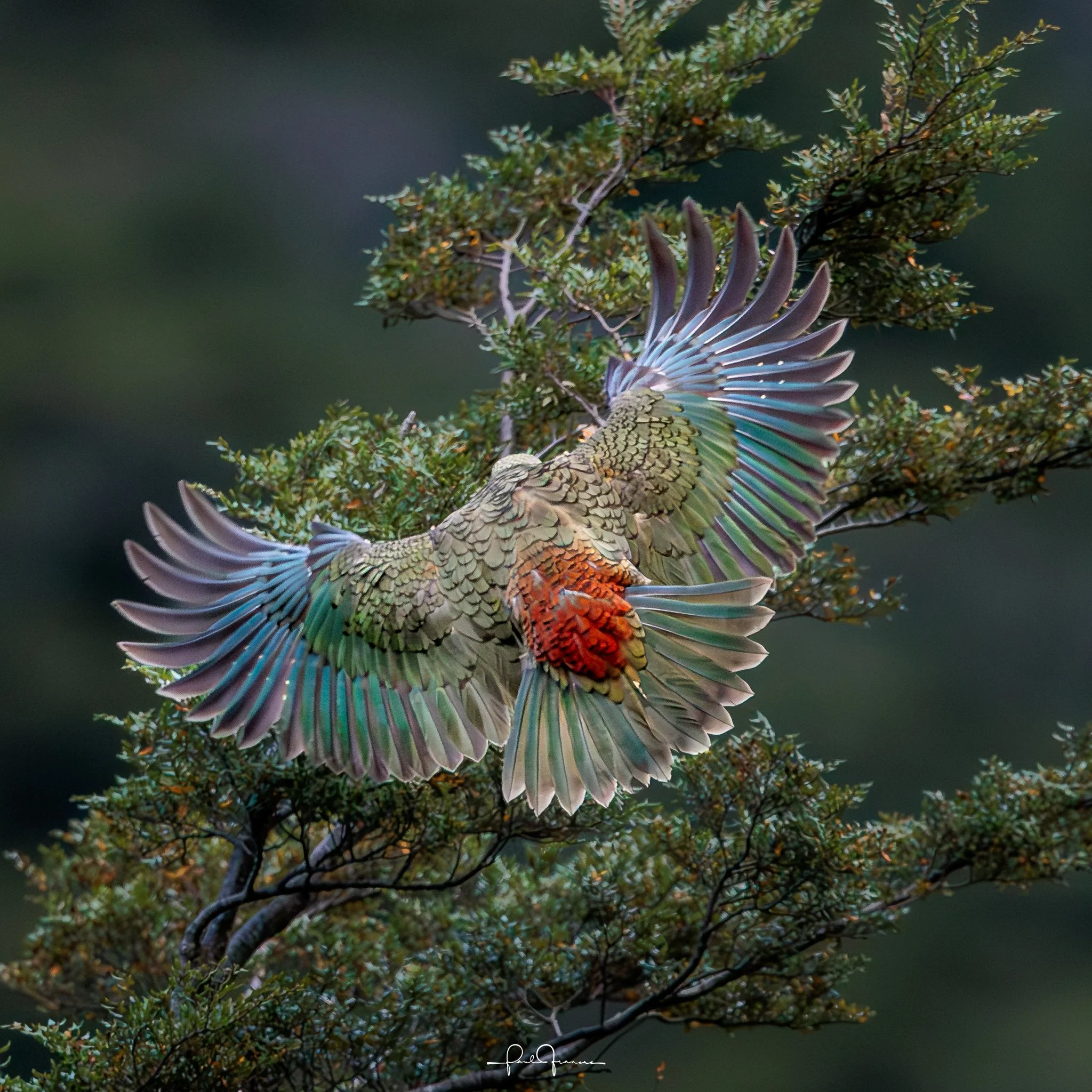 20260308-2356 x 2356-Kea.jpg