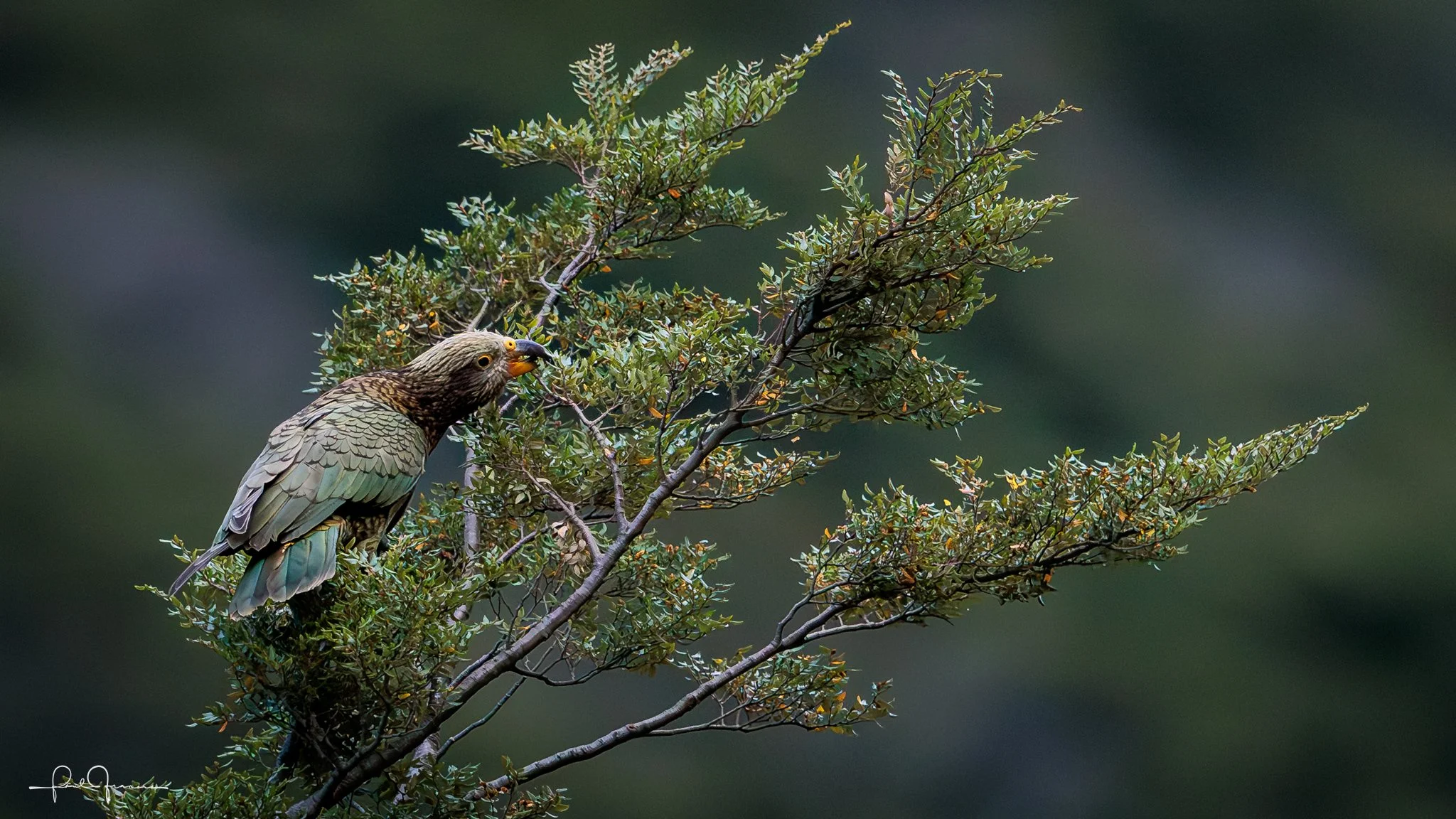 20260308-2913 x 1639-KEA_.jpg