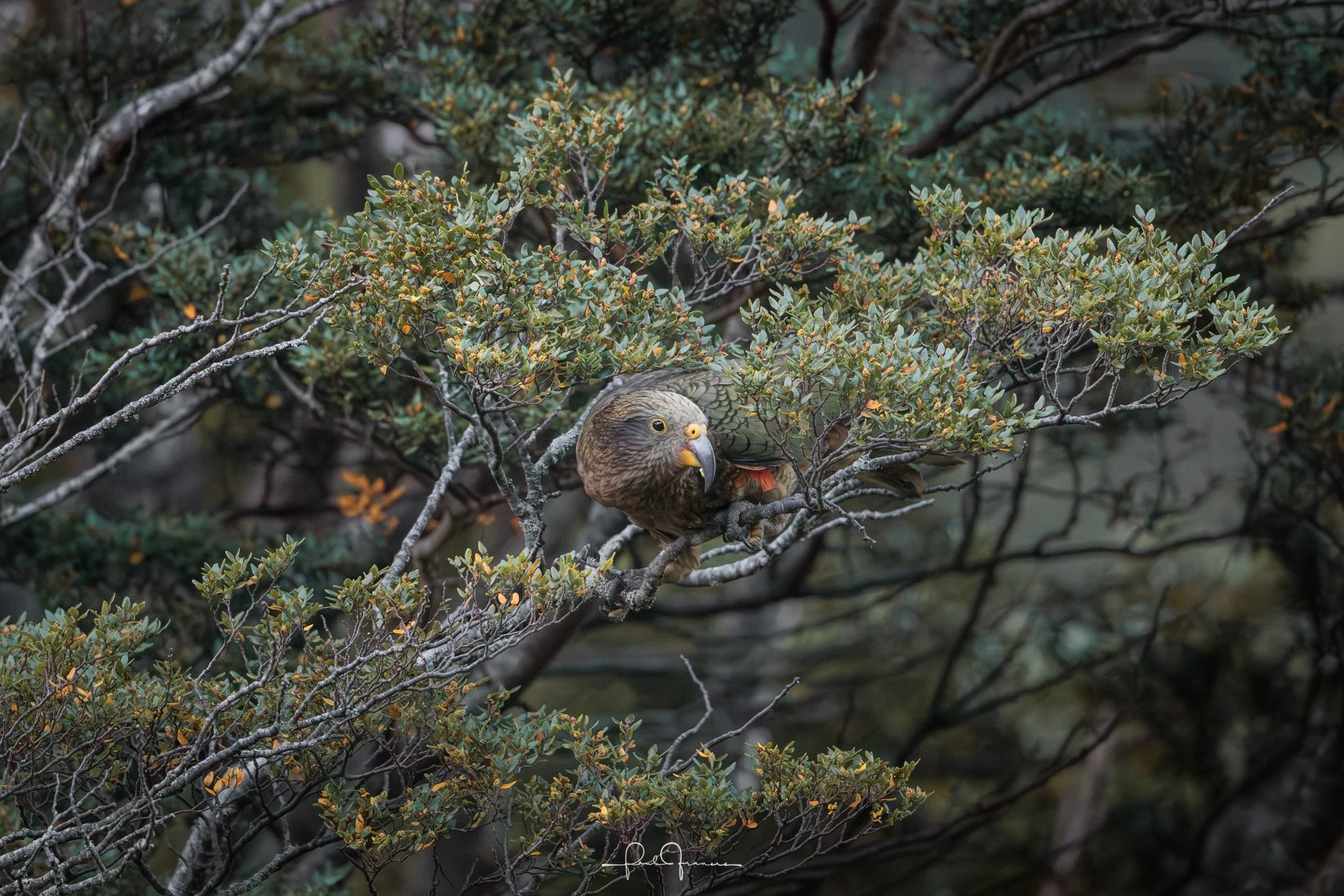 20260314-5130 x 3422-Kea 6.jpg