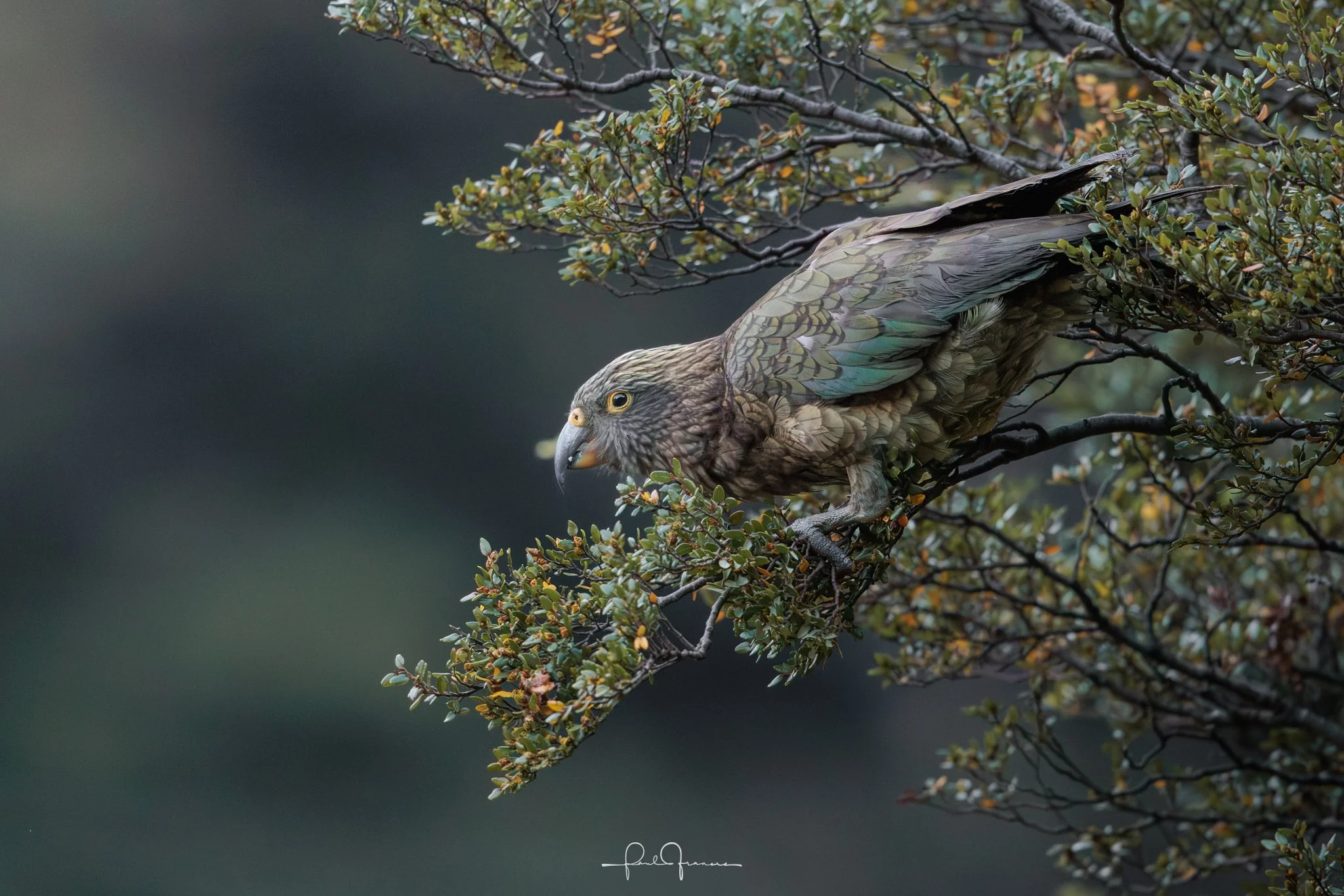 20260314-4740 x 3162-Kea 2.jpg