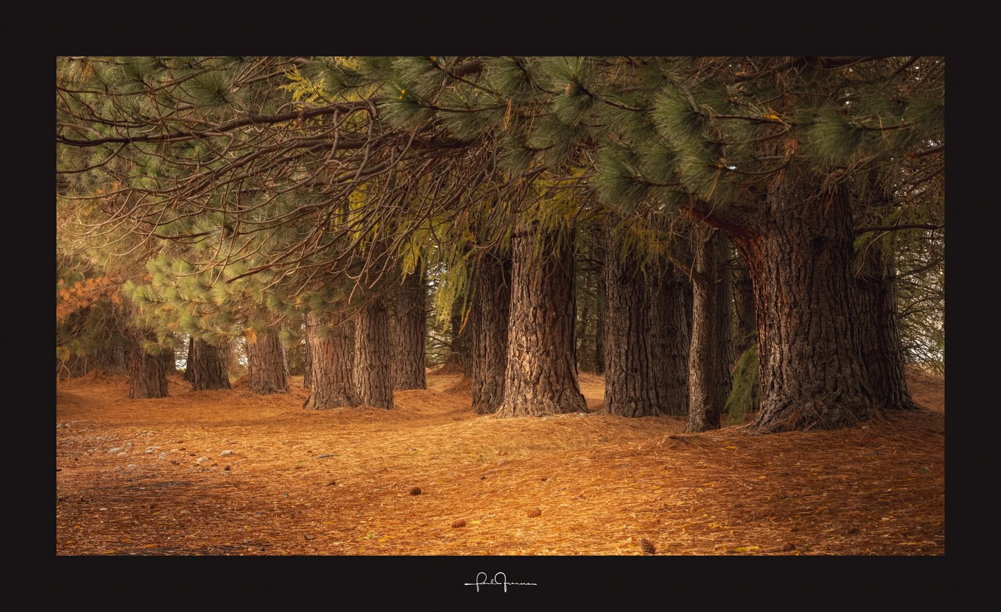 20260418-6646 x 4067-Woods-1.jpg
