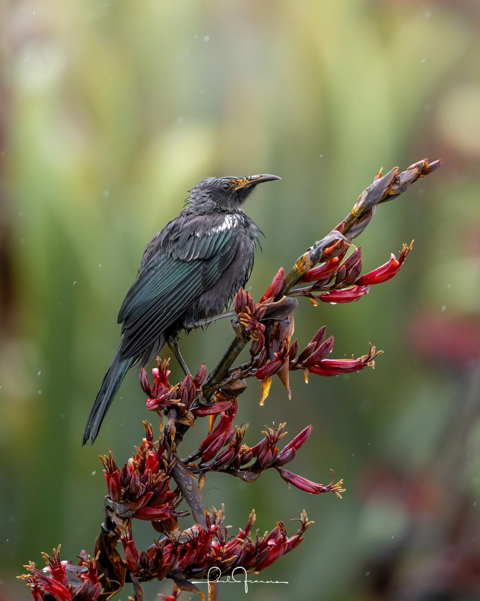 20260110-3644 x 4556-TheWetTui.jpg