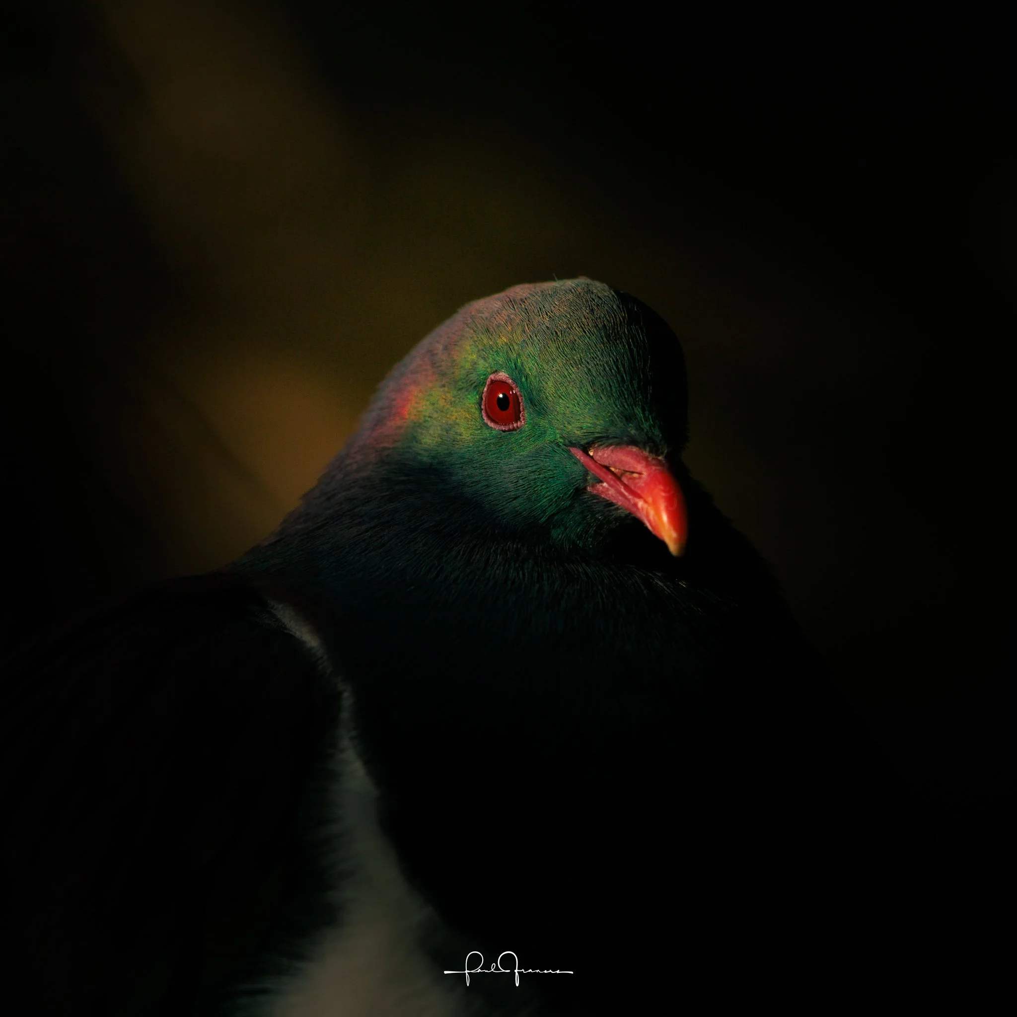20251111-3062 x 3062-Kereru.jpg