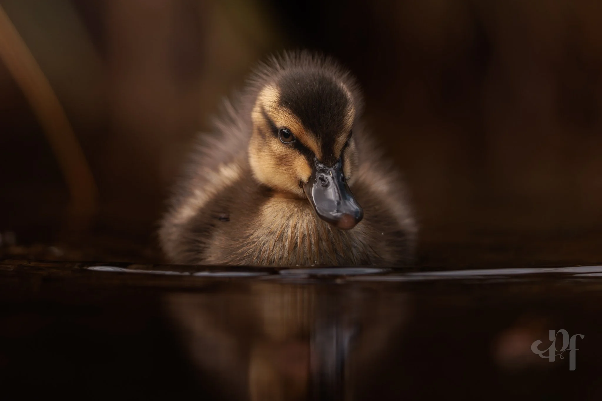 20261015-1504-4735 x 3158-Duck IV.jpg