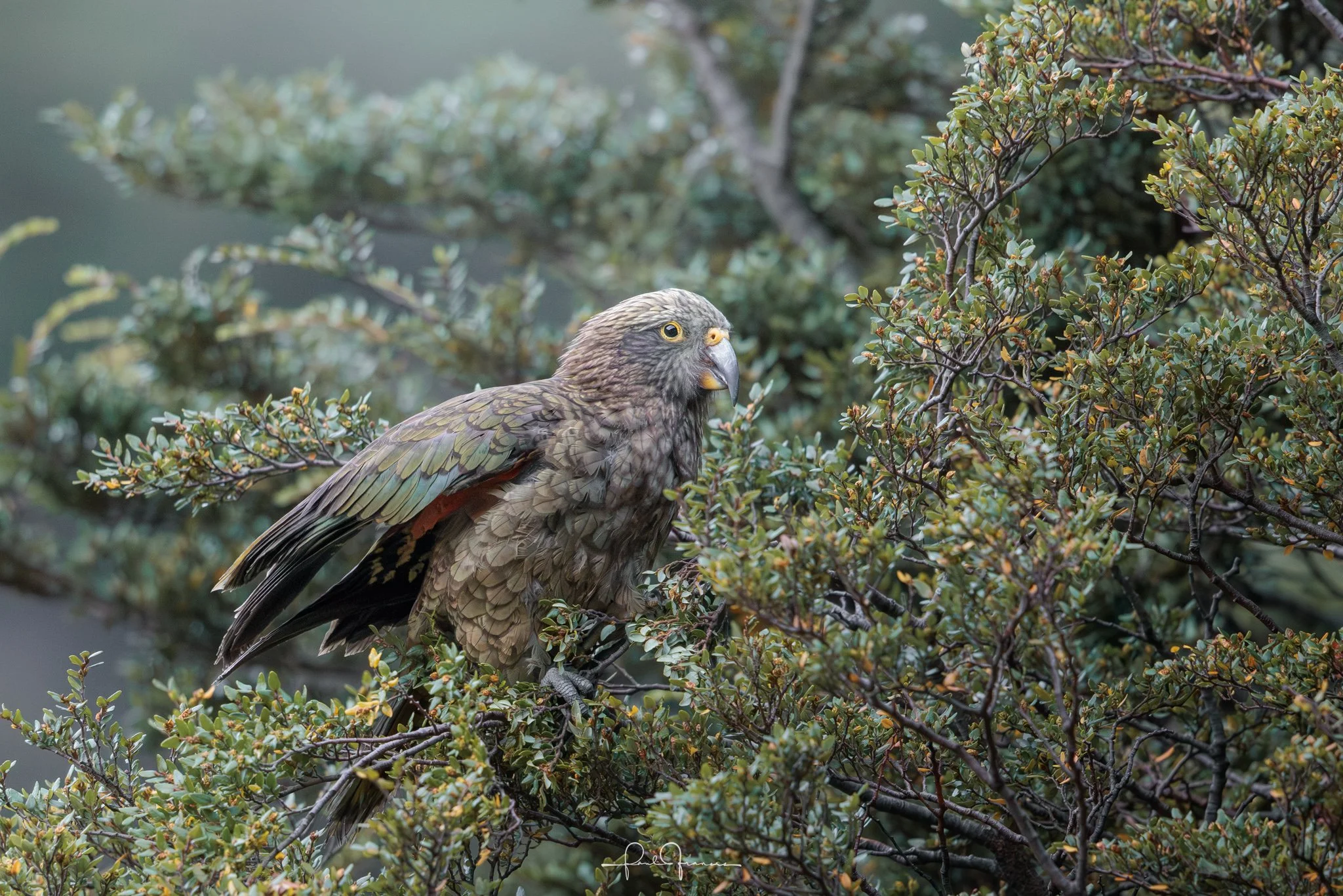 20260314-4205 x 2805-Kea.jpg