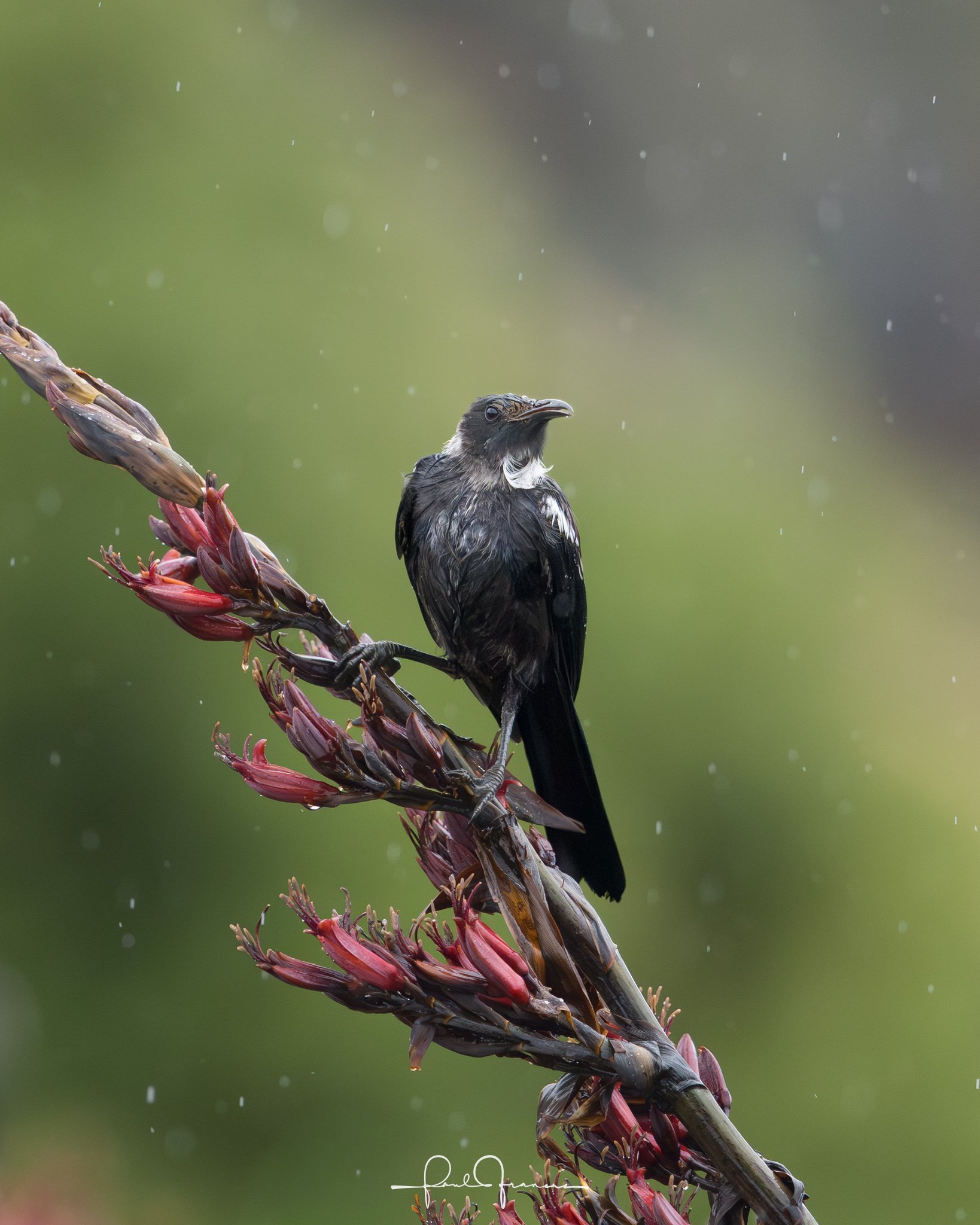 20260110-2347 x 2934-TheWetTui.jpg