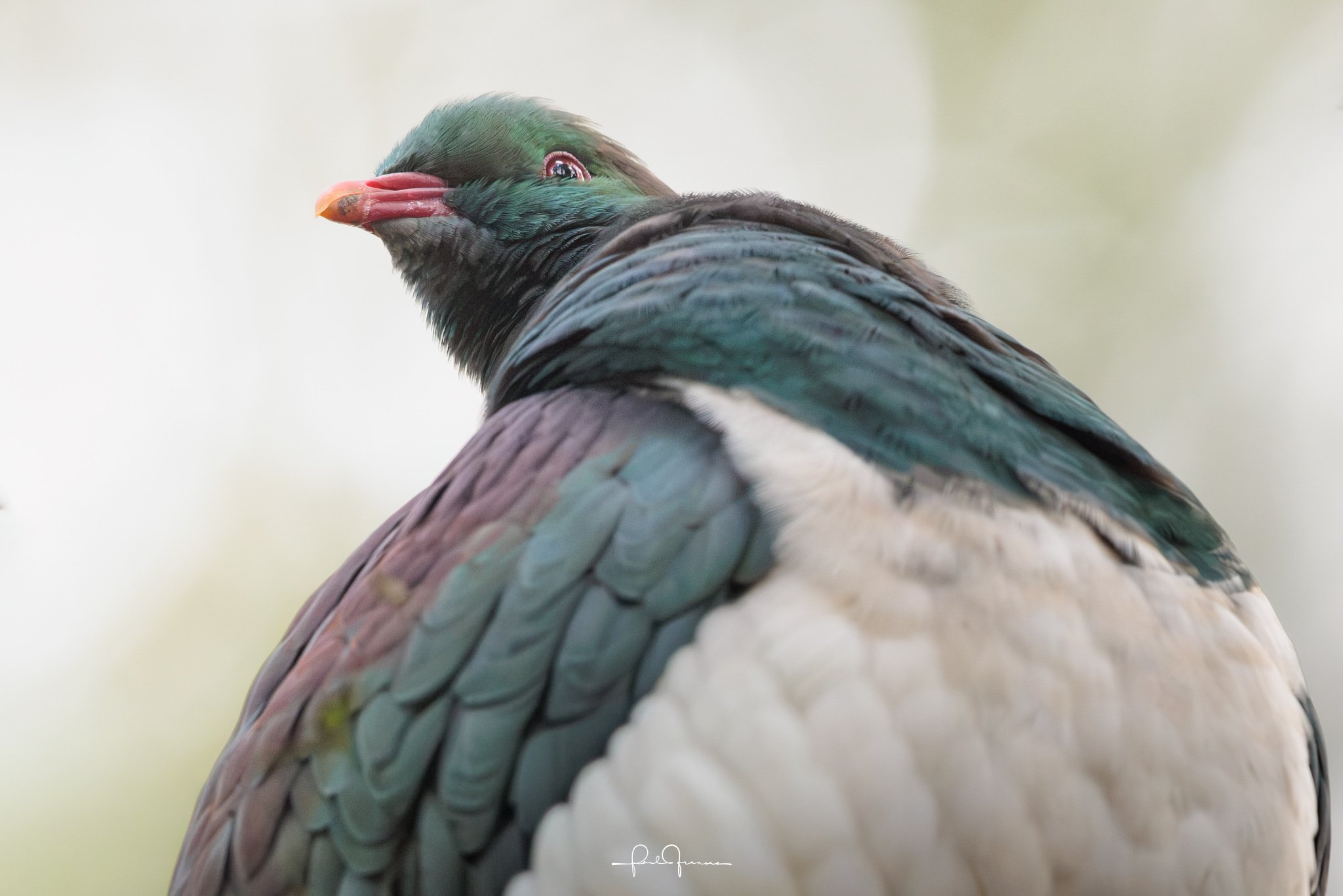 20260815-1154-3134 x 2090-Kereru IV.jpg