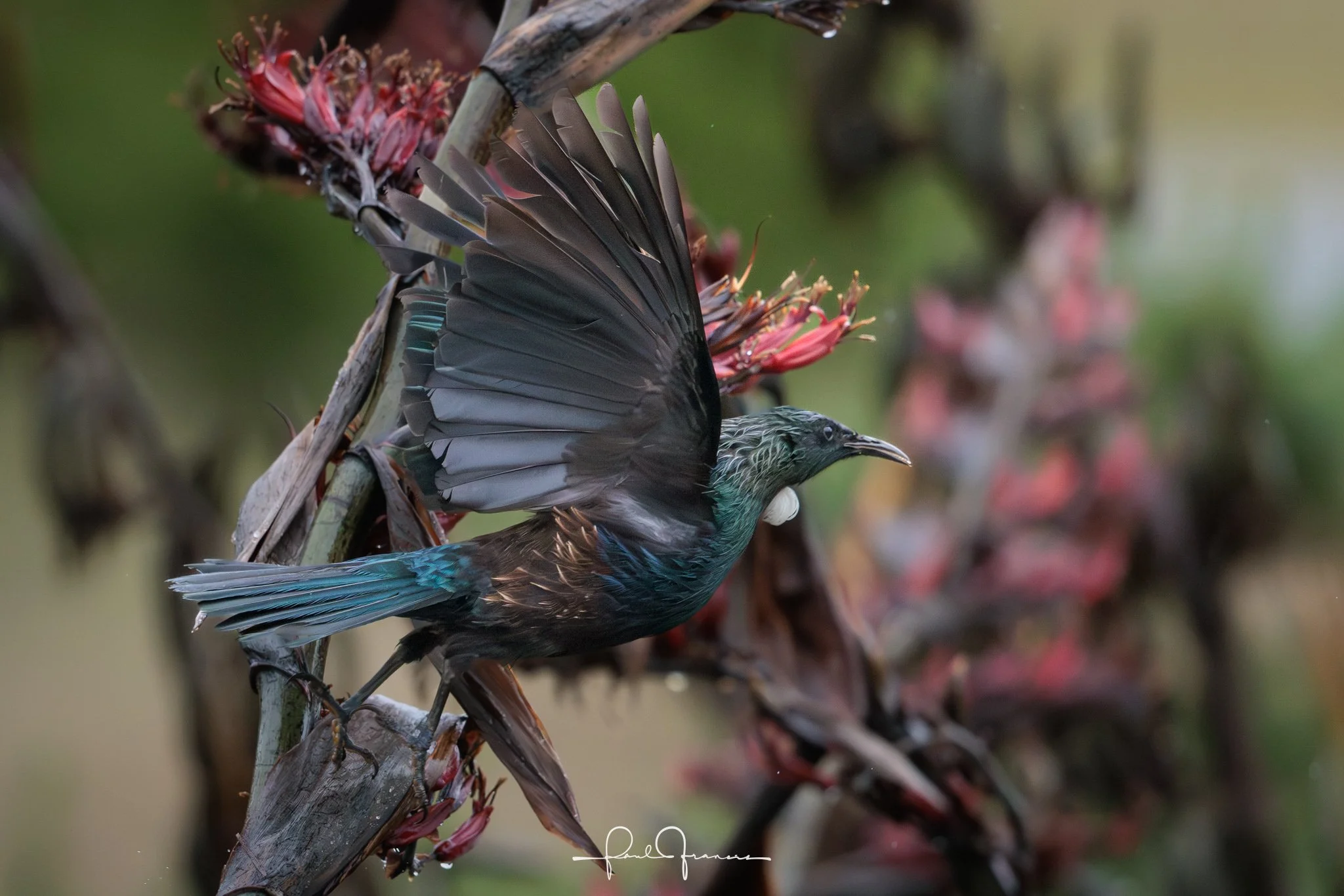 20260110-3800 x 2535-TheWetTui.jpg