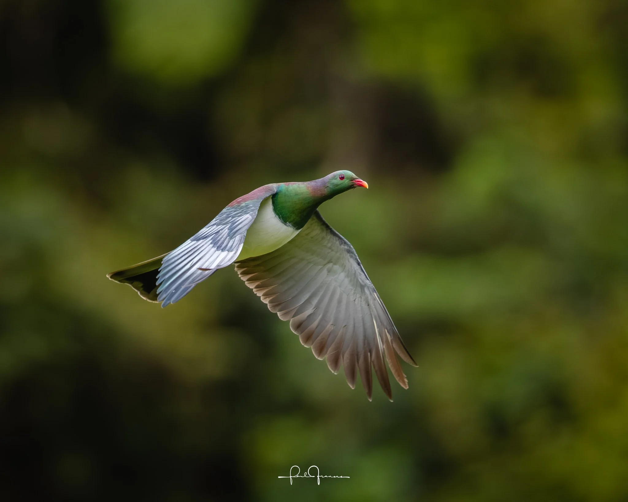 20251109-3242 x 2593-Kereru.jpg