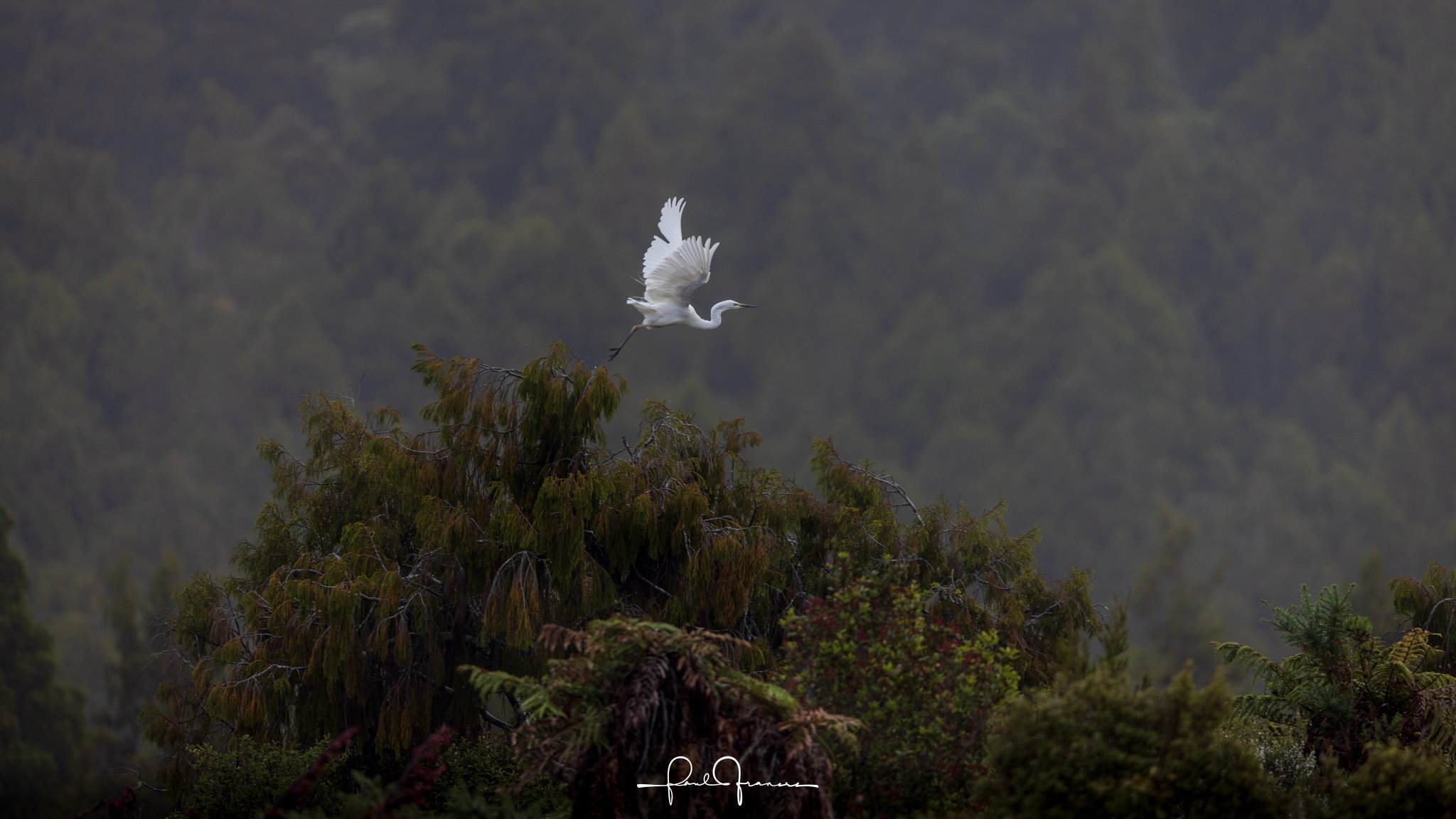 20260110-8192 x 4608-Kotuku.jpg