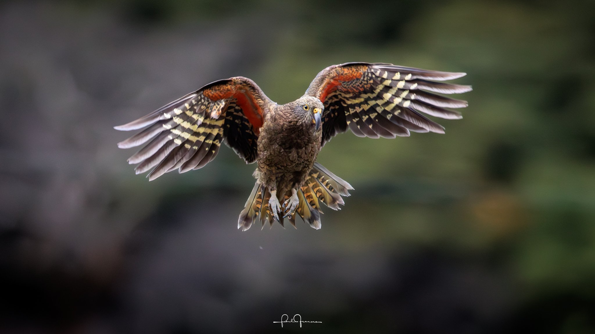 20260308-4117 x 2316-Kea-2.jpg