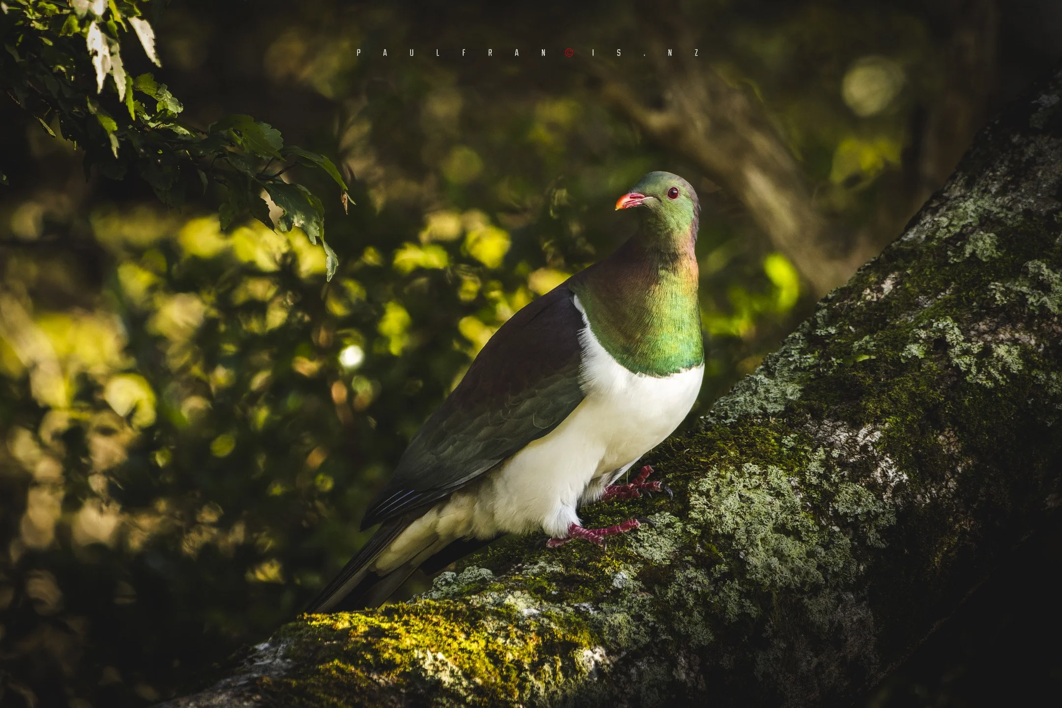 230318_Kereru__MG_0389-CR3_DXOMagic.JPG