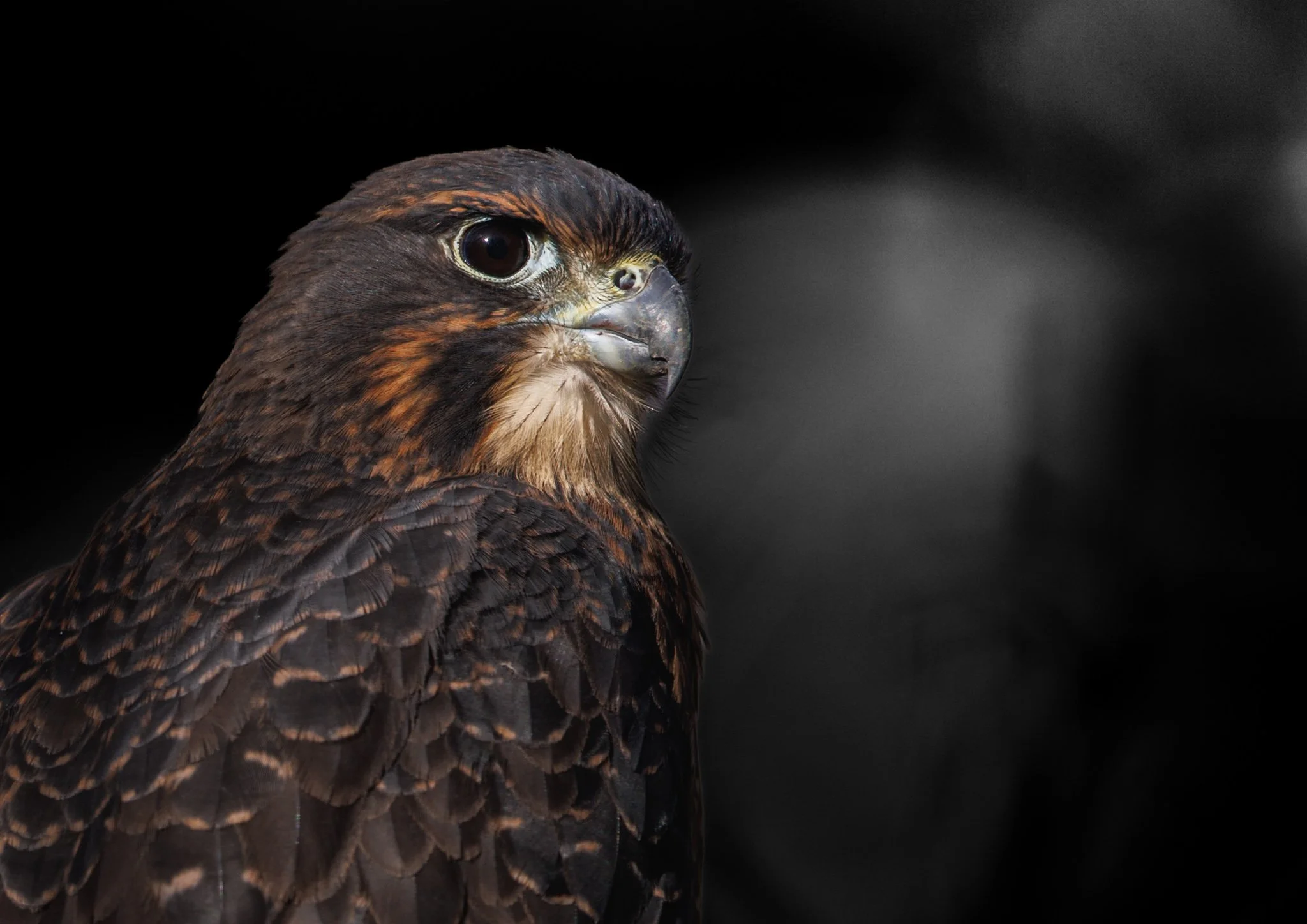 20260913-1637-2402 x 1698-falcon.jpg
