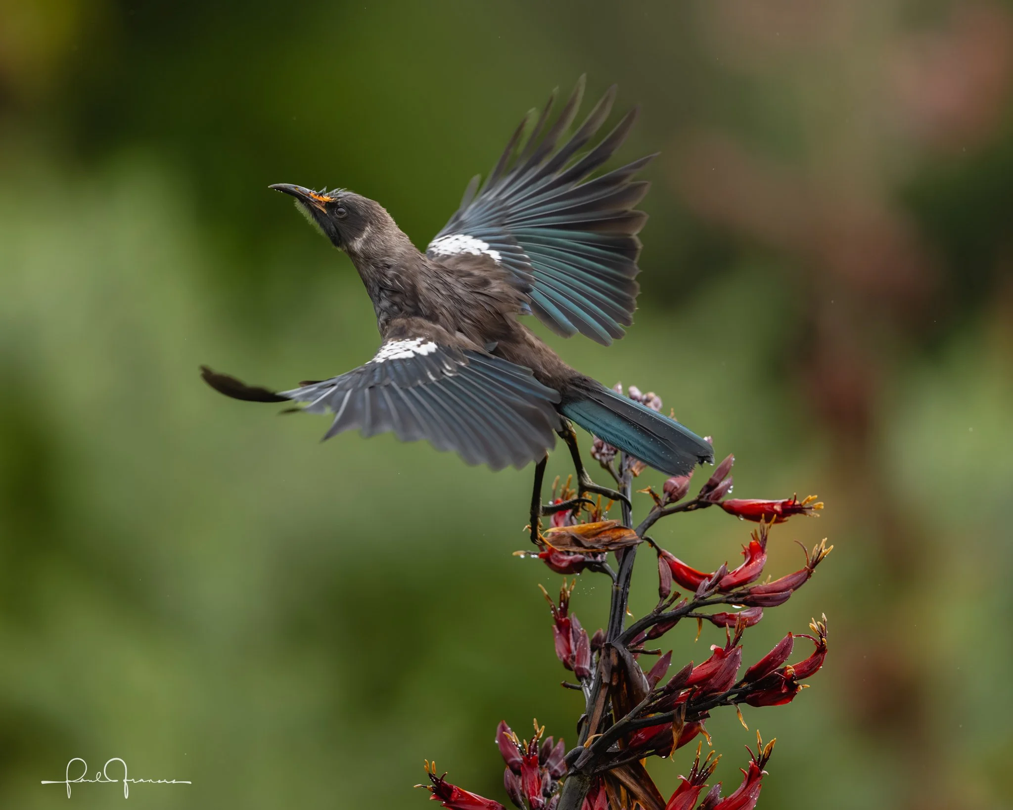 20260110-5667 x 4533-Tui.jpg