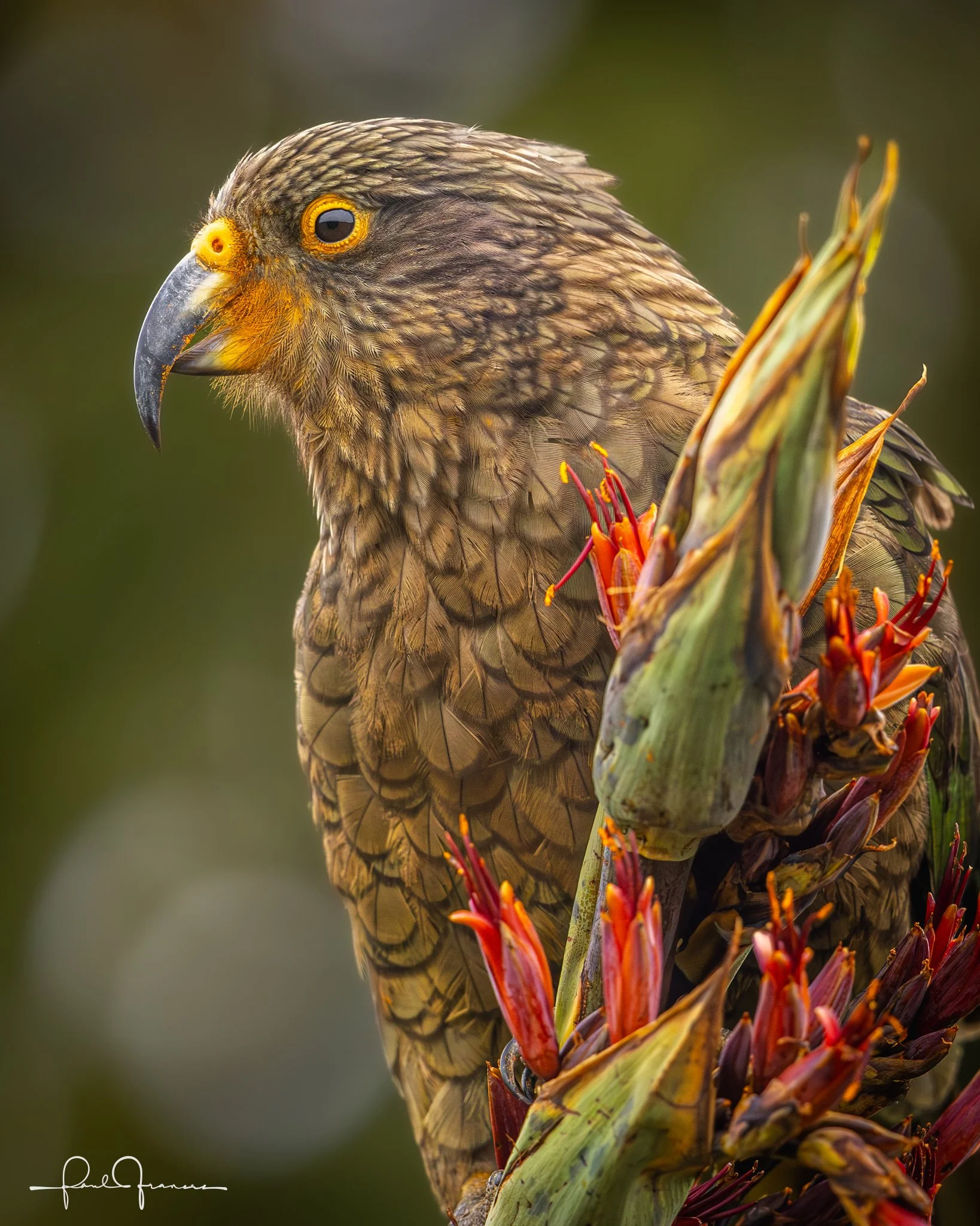 20260109-2681 x 3351-Kea Harakeke.jpg