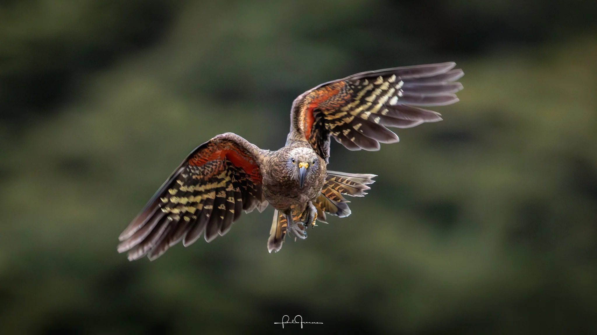 20260308-4117 x 2316-Kea.jpg