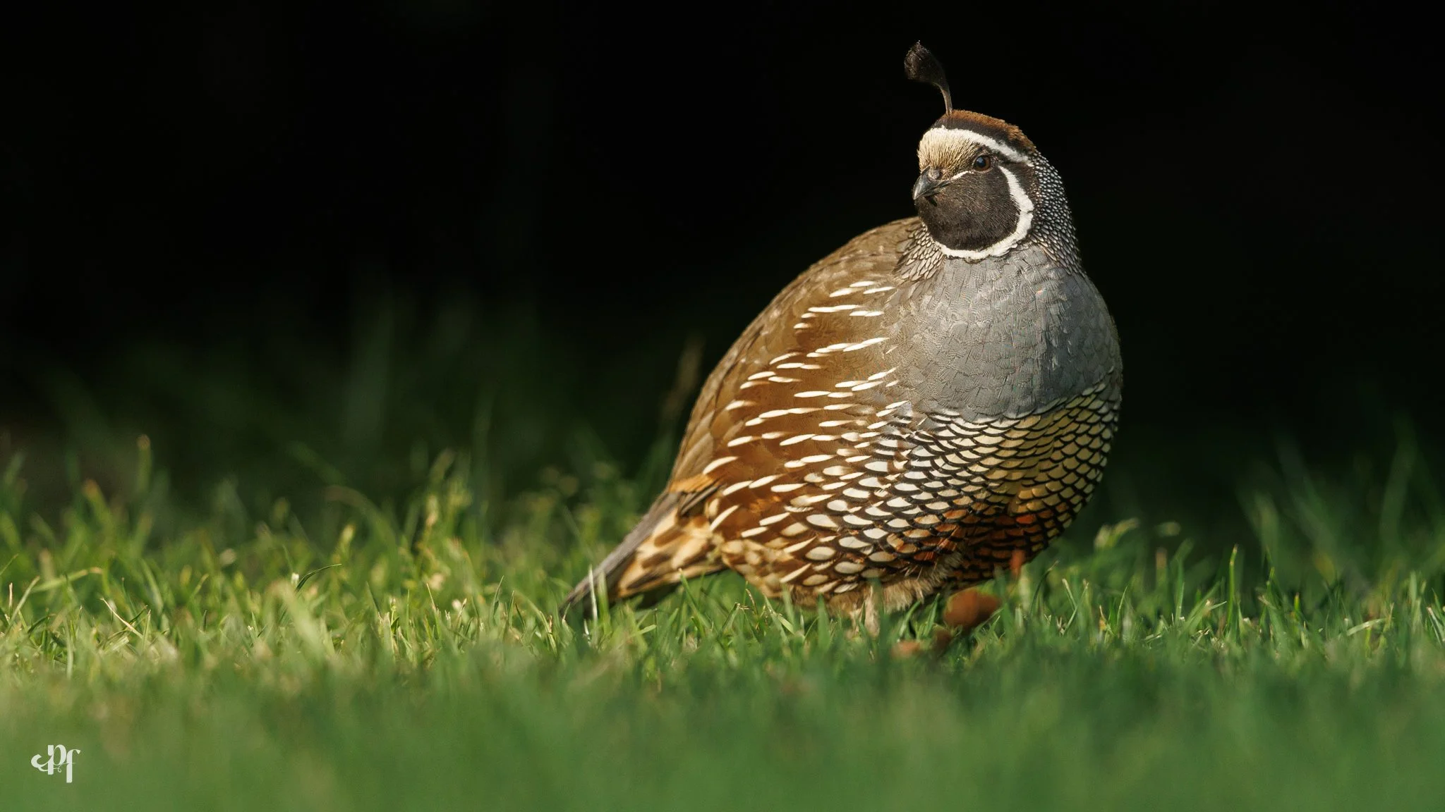 20261026-0732-4034 x 2269-Quail V.jpg