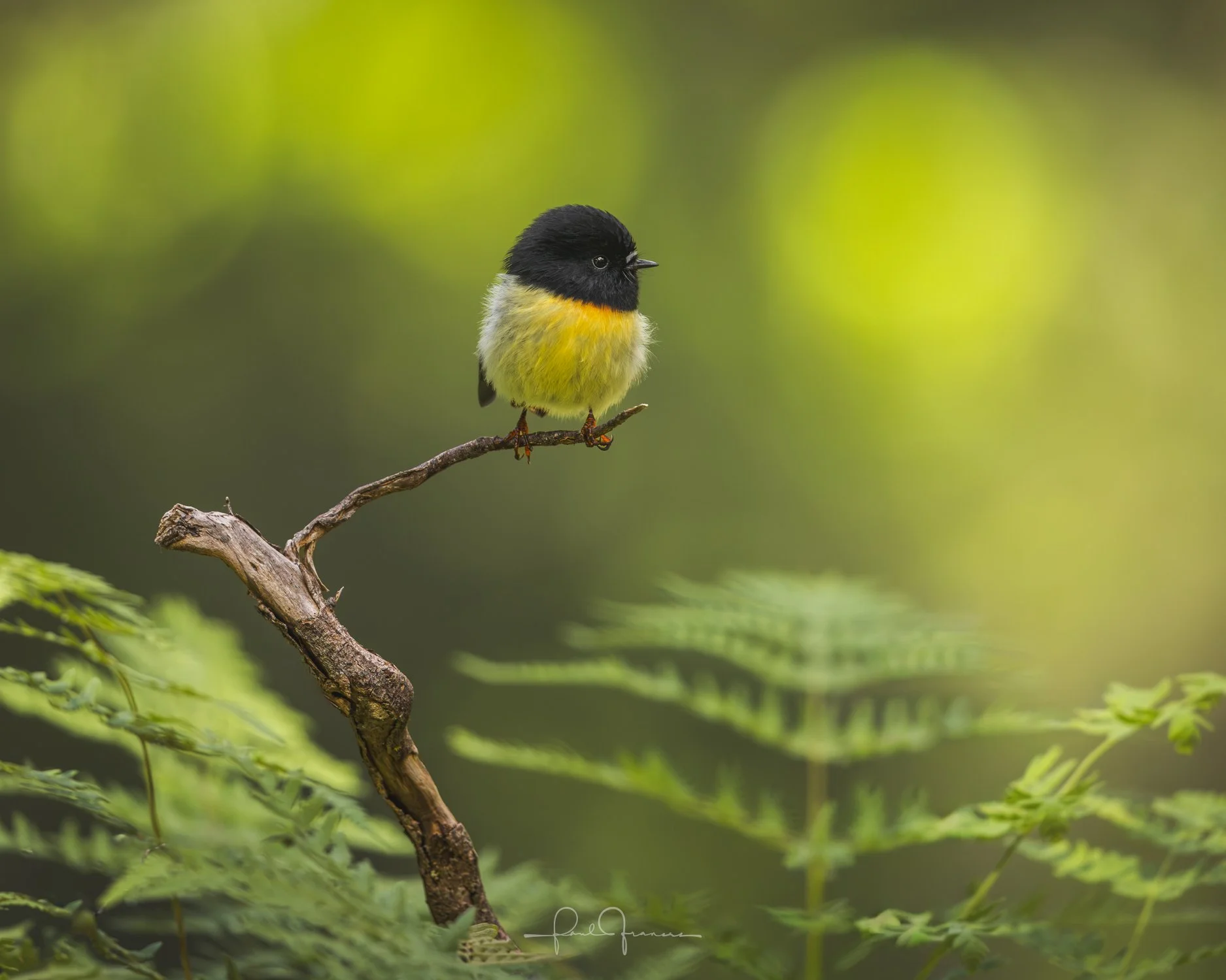 20240330-5144 x 4115-Tomtit SML.jpg