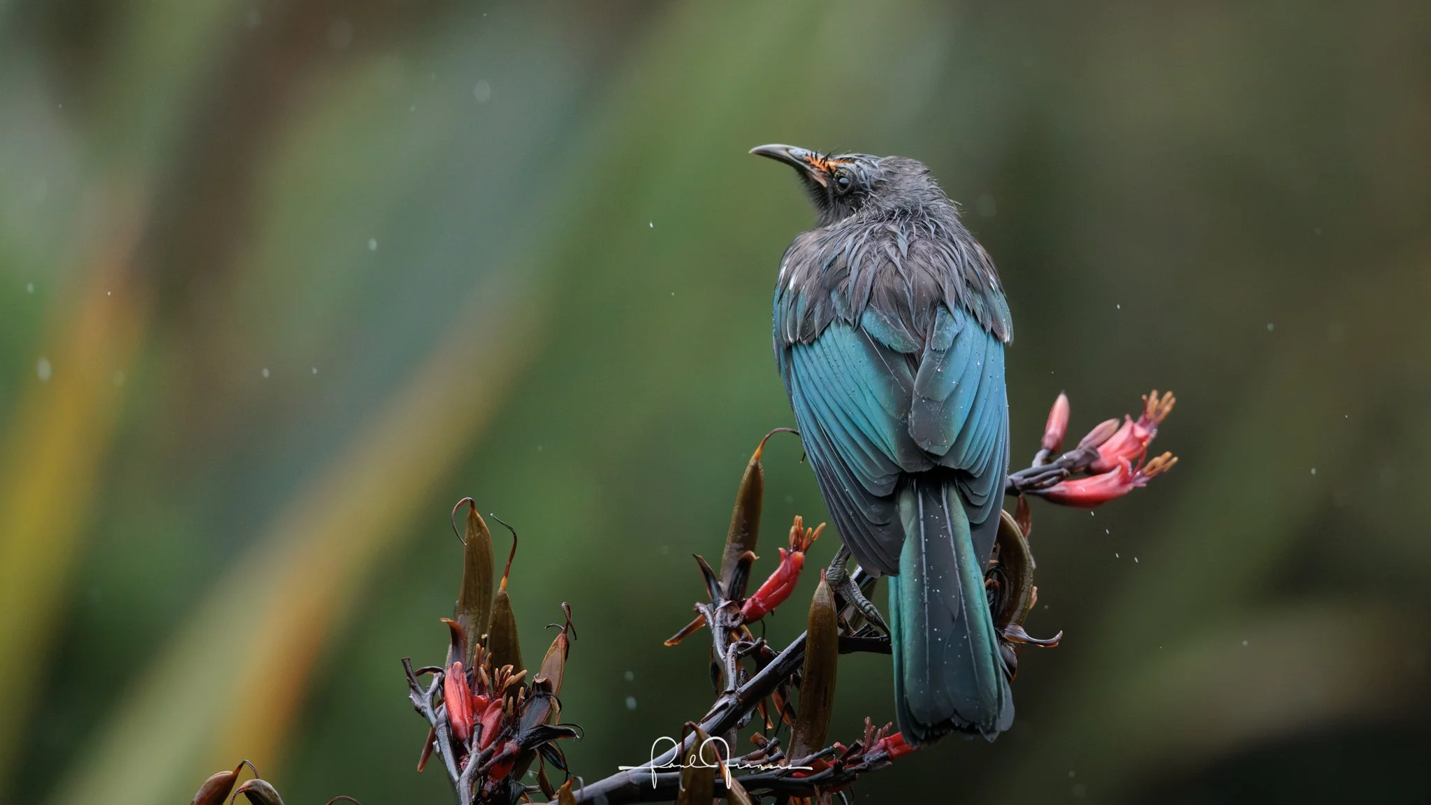 20260110-5710 x 3212-TheWetTui.jpg