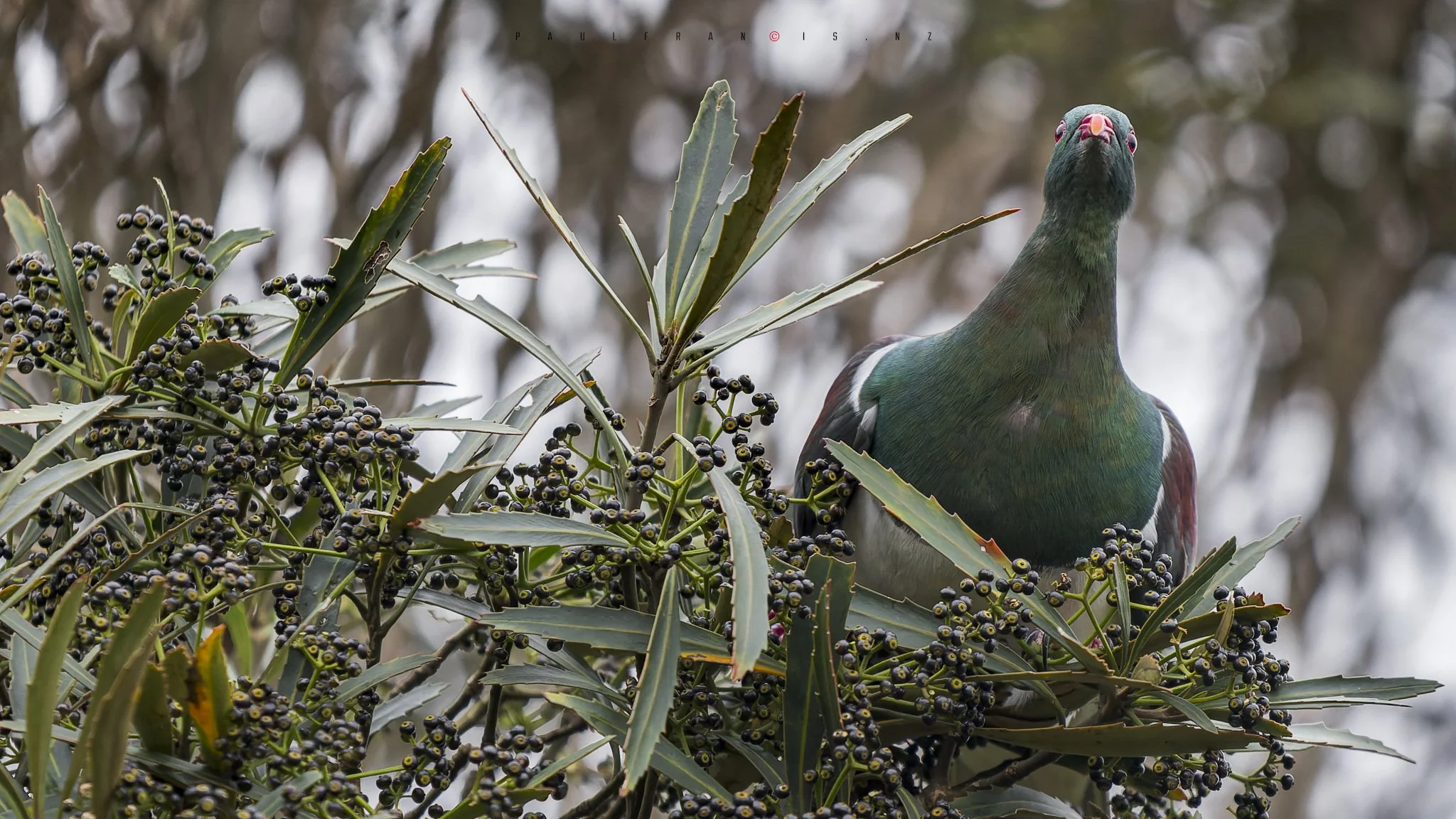 240608_Kereru_20240608-_PFP6697-CR3.JPG