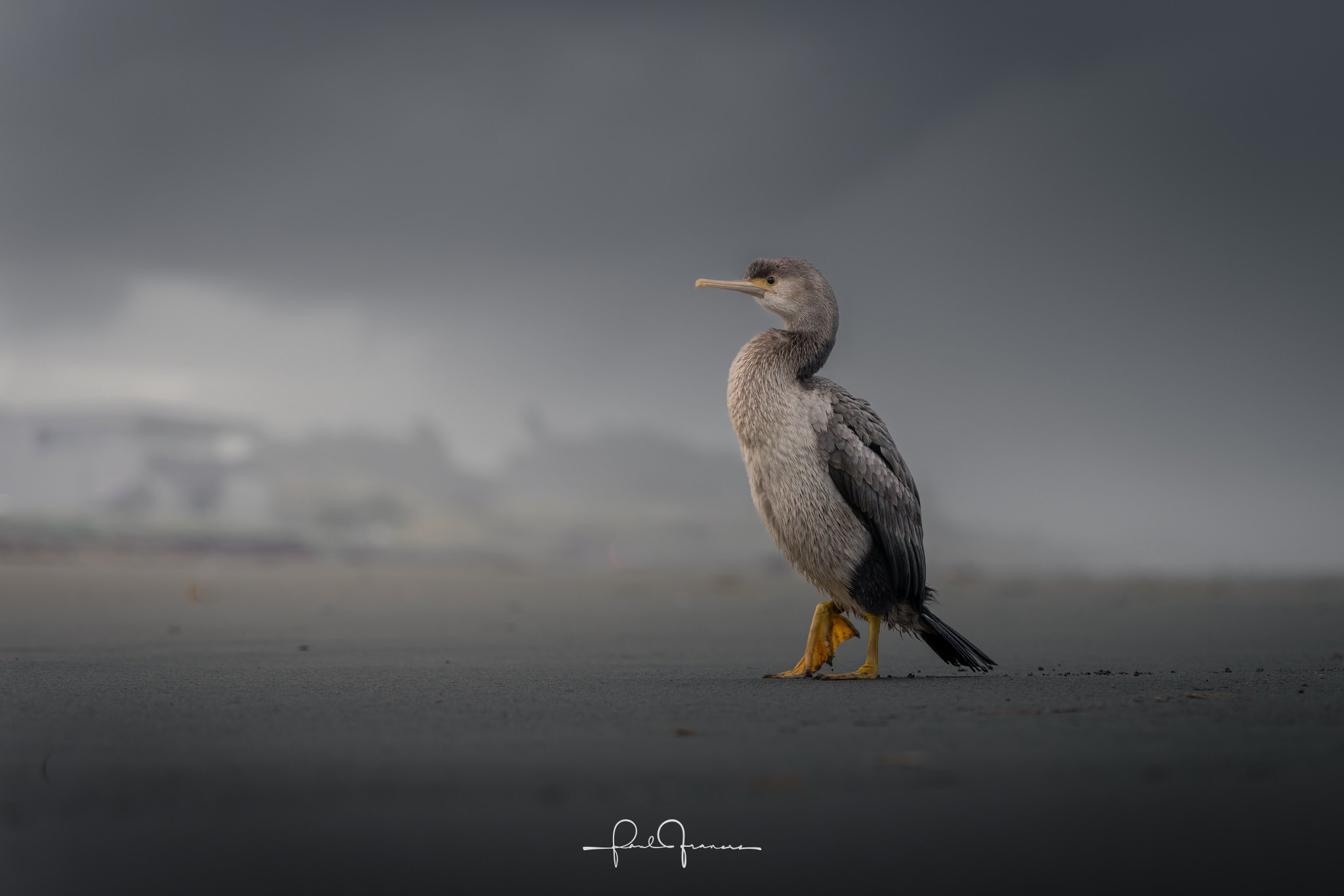 20260123-6045 x 4032-NZCamera Options.jpg