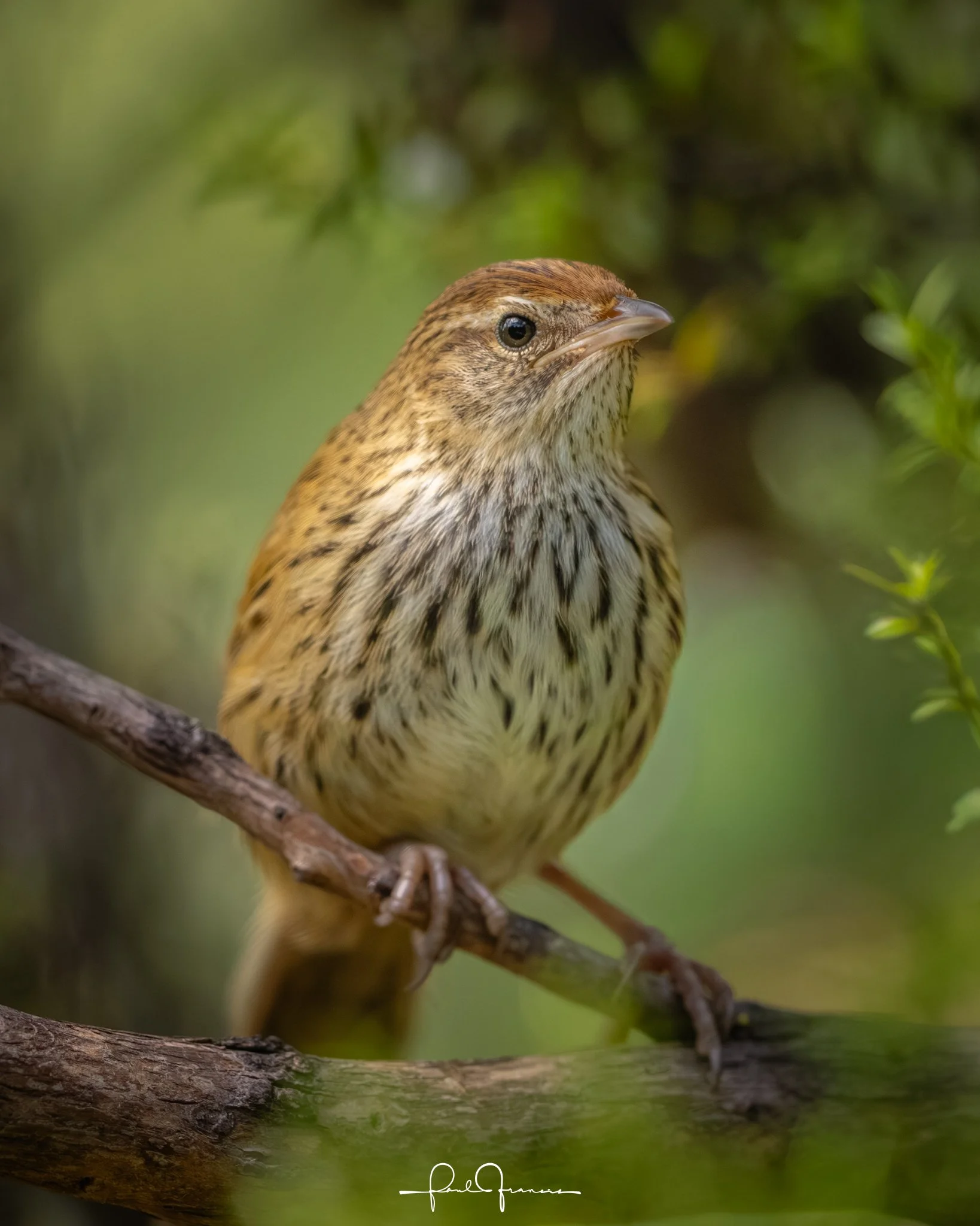 20260109-2427 x 3034-Fernbird.jpg