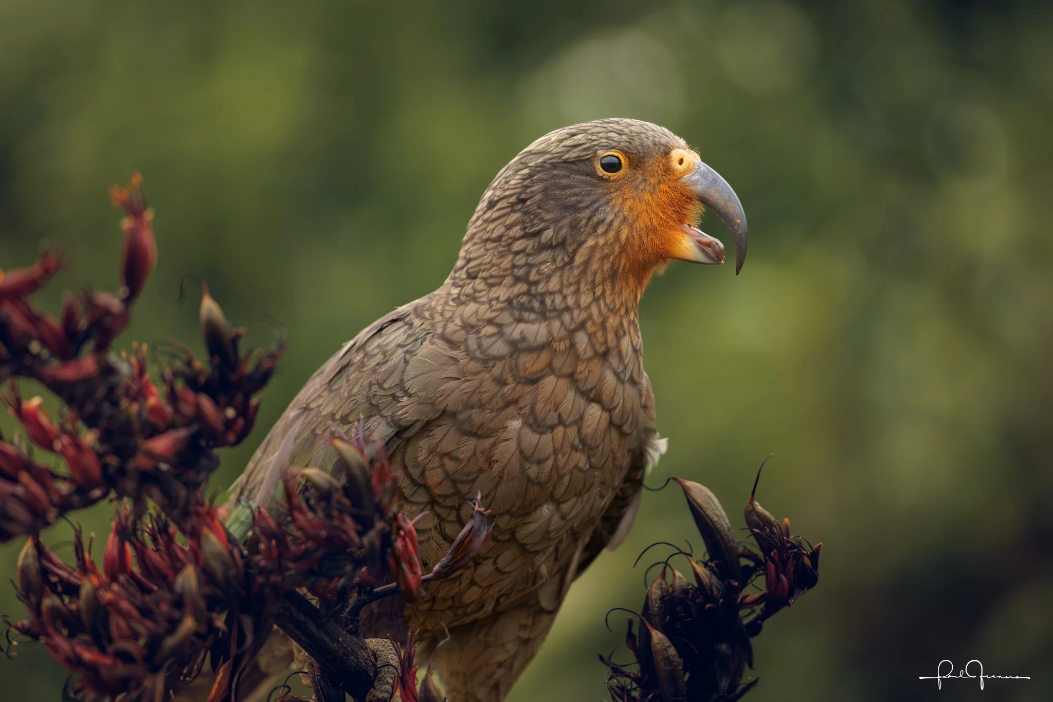 20260109-8192 x 5464-Kea.jpg