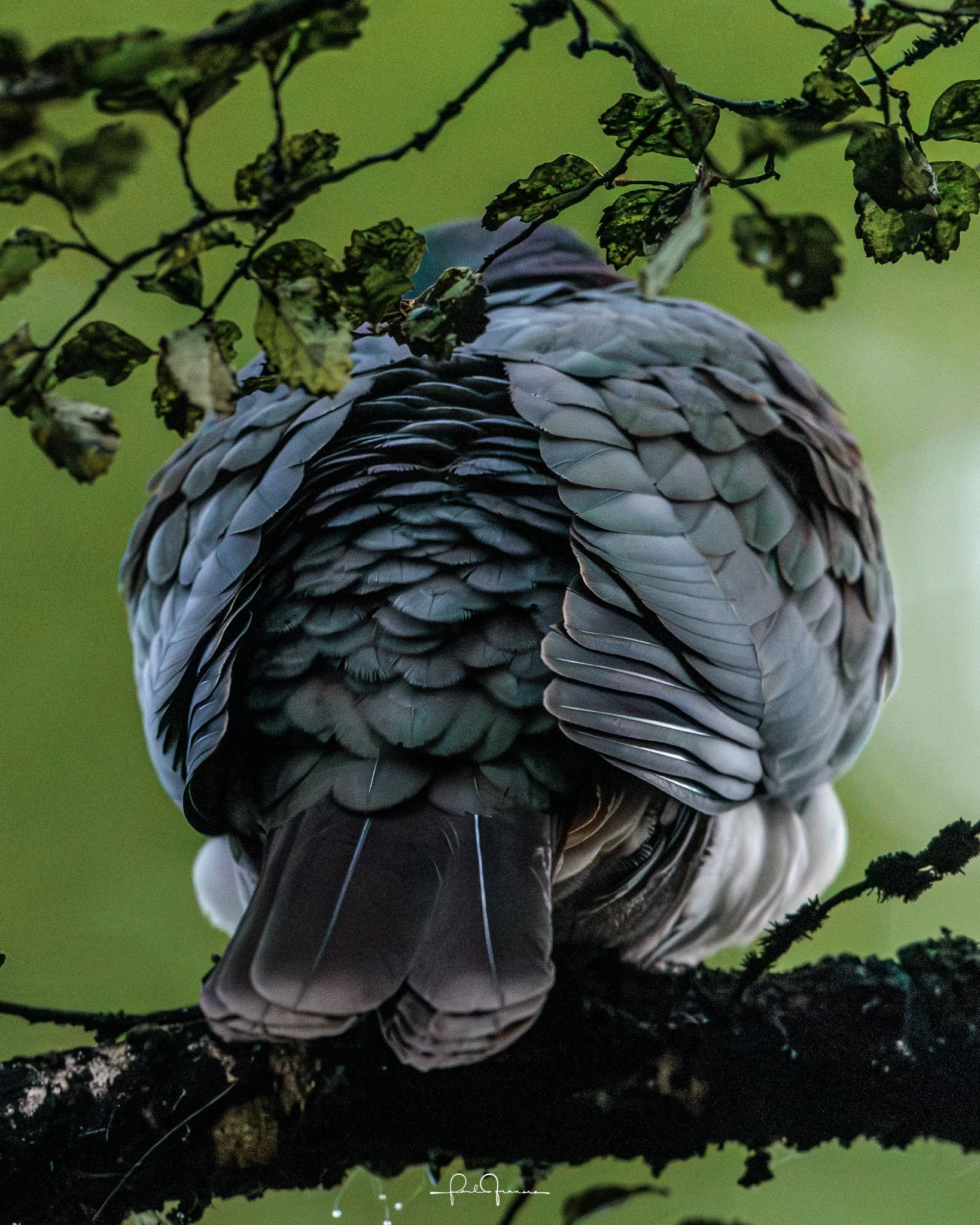 20260815-1149-2354 x 2942-Kereru.jpg