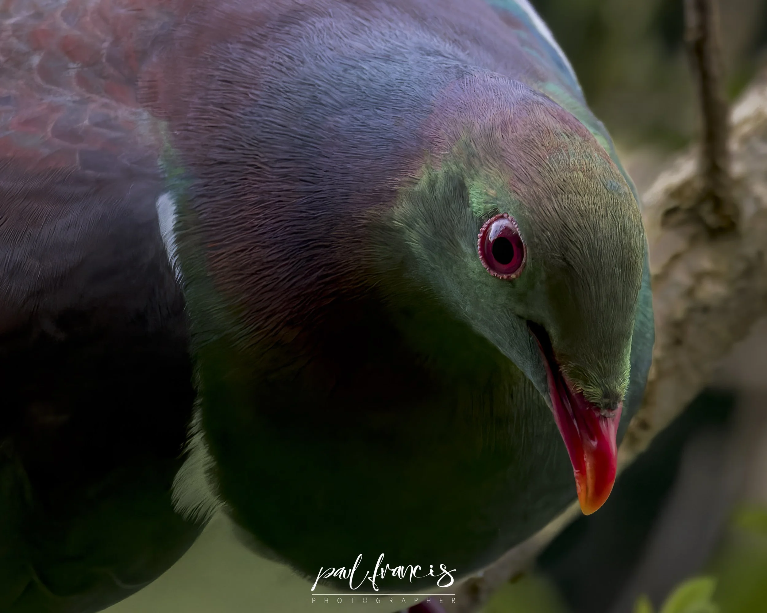 230519_Kereru__PFP5197-CR3_DXO_DP-Edit.JPG