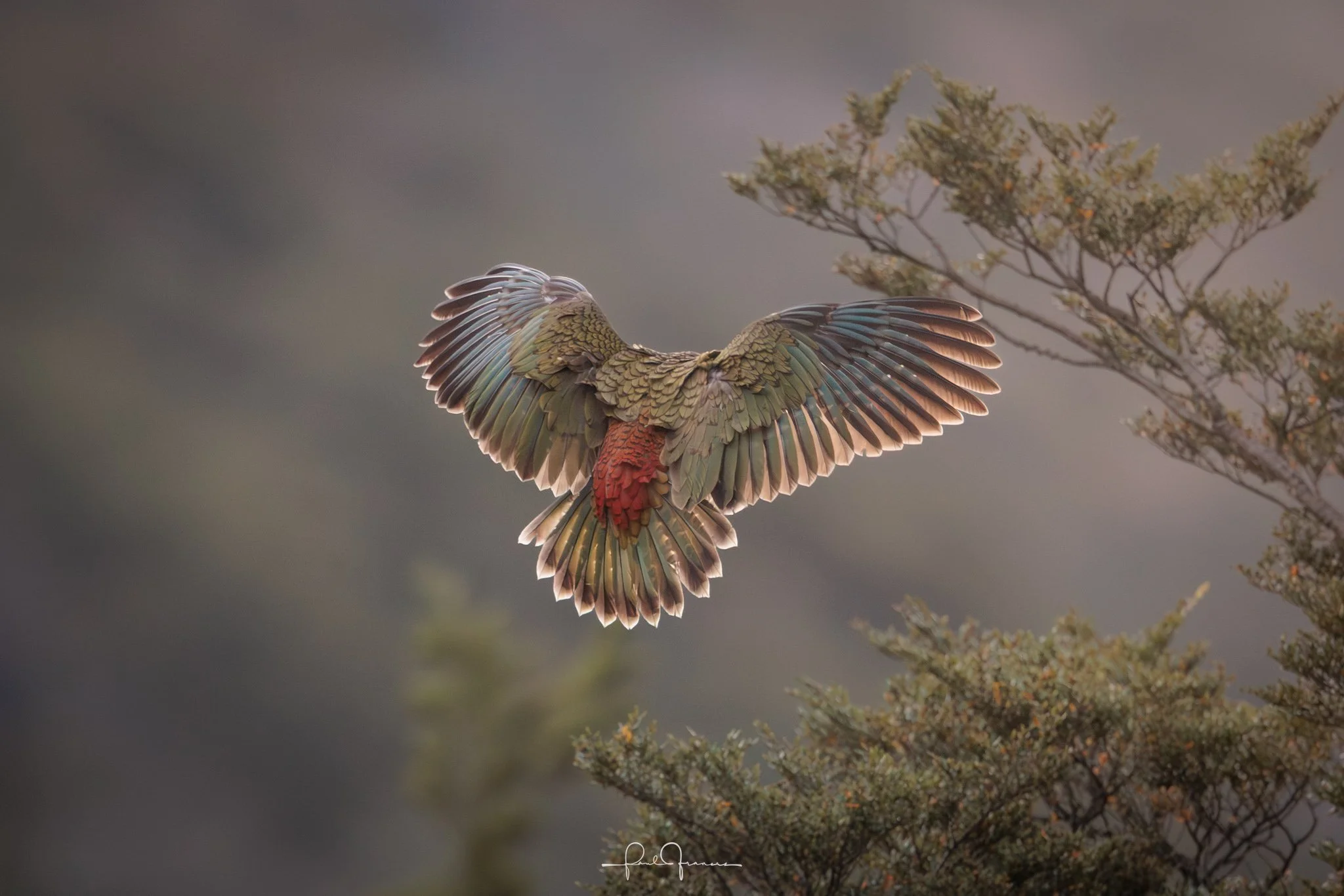 20260314-3829 x 2554-KEA_.jpg