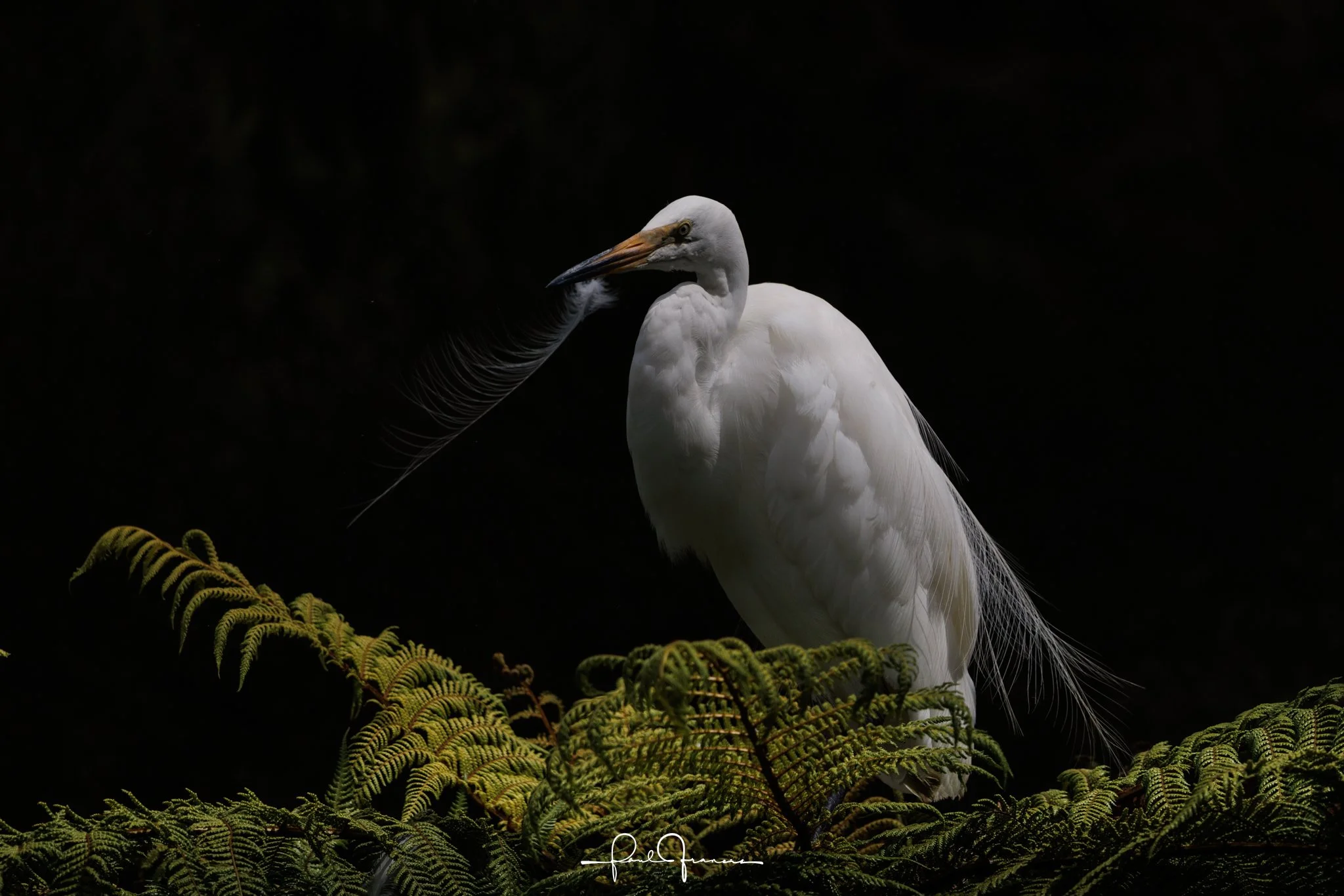 20260109-5395 x 3599-Kotuku.jpg