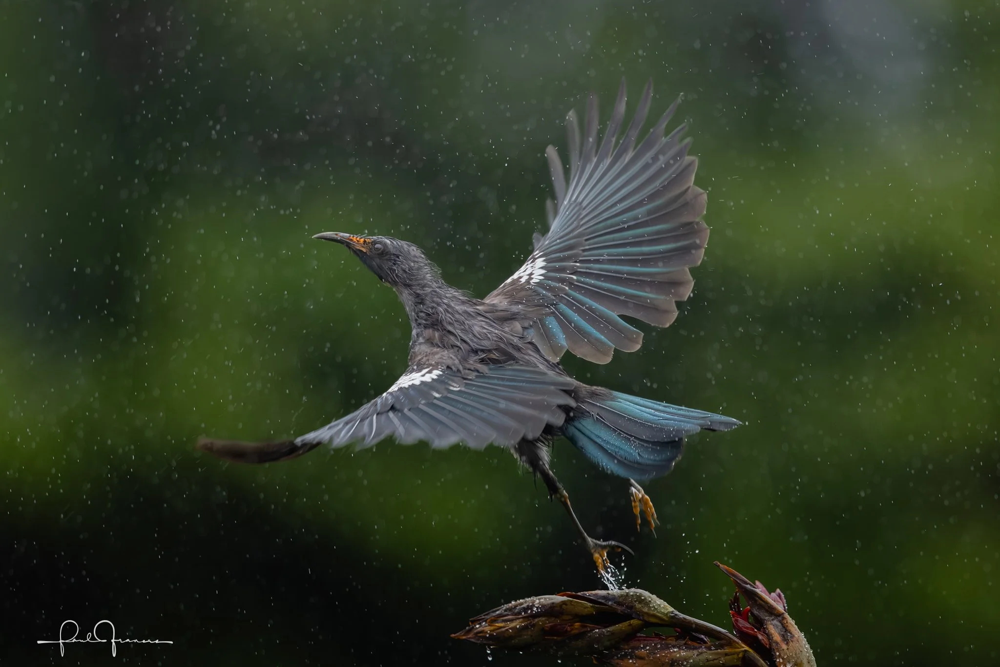 20260110-4859 x 3241-Tui.jpg