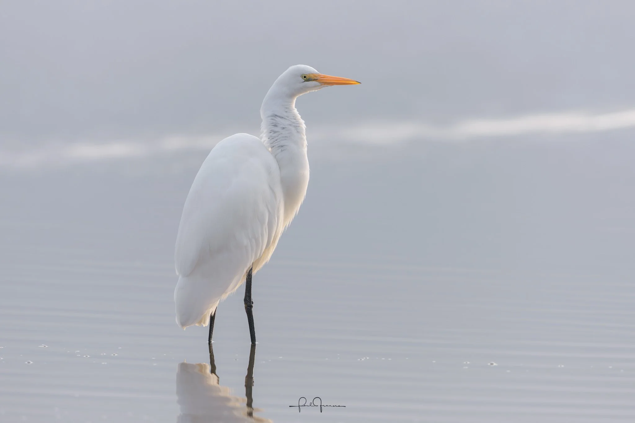20260524-6800 x 4535-Heronius.jpg