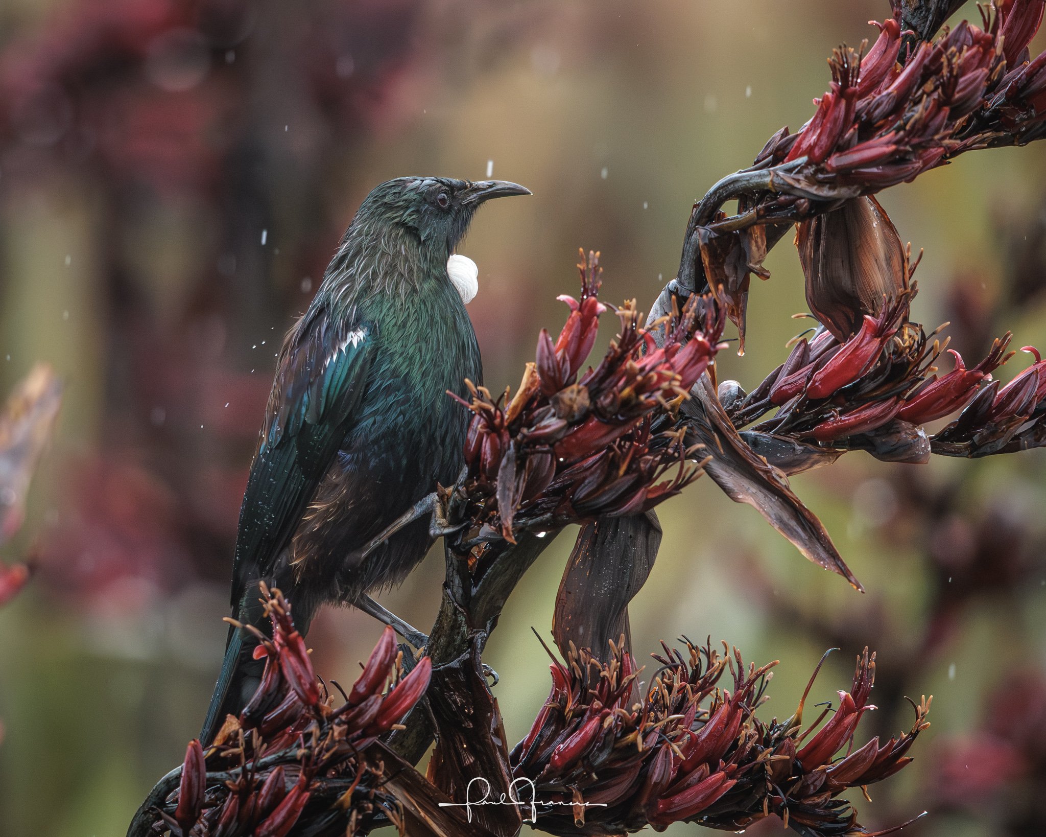 20260110-3254 x 2603-TheWetTui.jpg