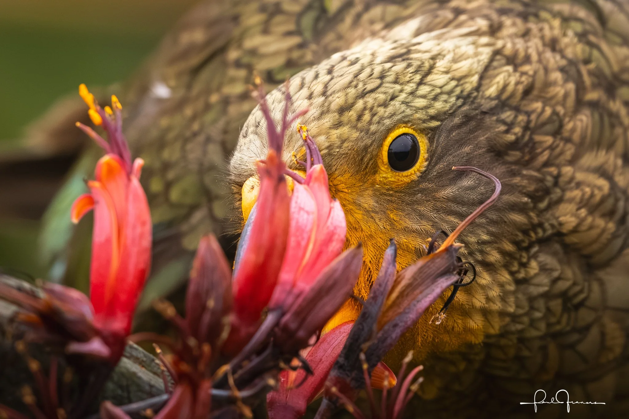 20260109-3148 x 2100-Kea.jpg