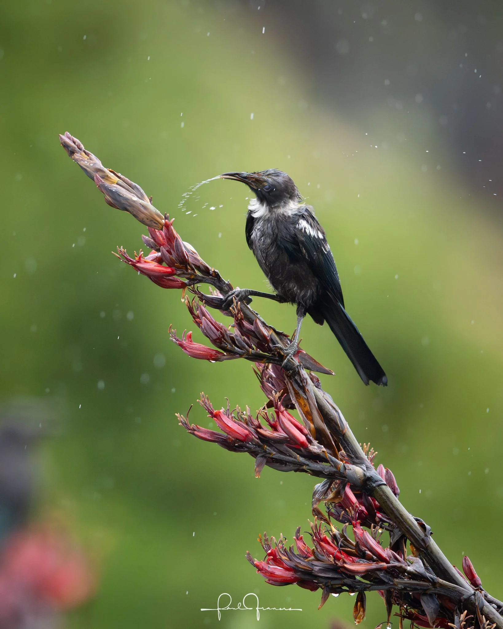 20260110-2721 x 3401-TheWetTui.jpg